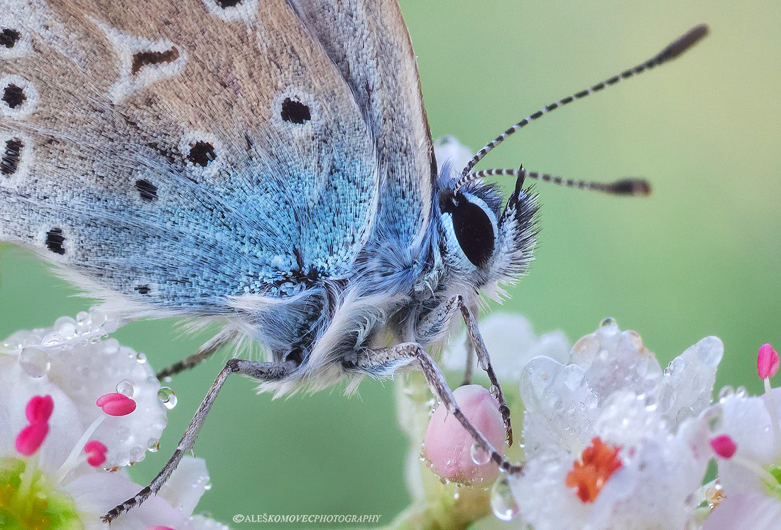 Olympus OM-D E-M1 sample photo. Polyommatus icarus photography