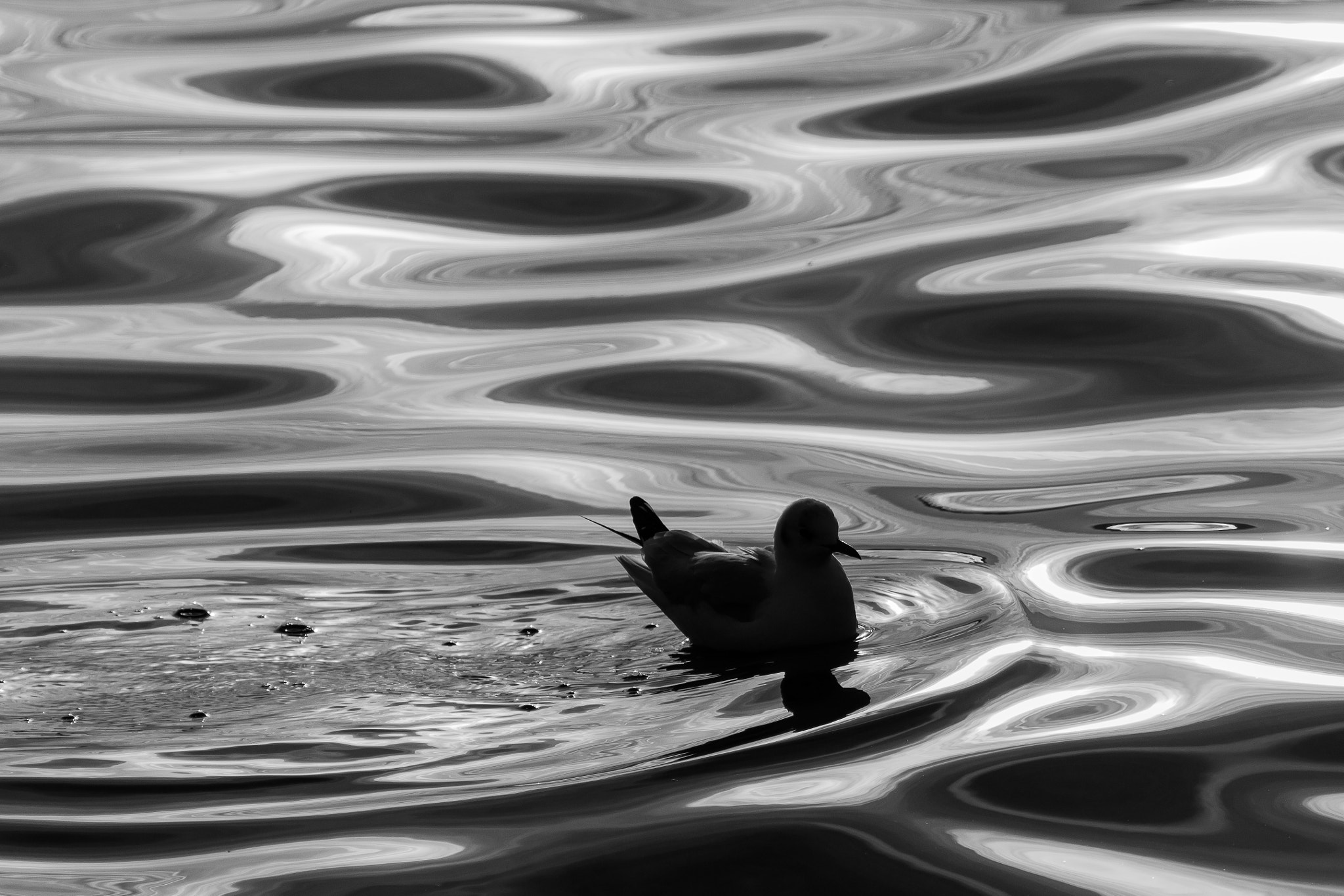 Canon EF 100-400mm F4.5-5.6L IS USM sample photo. Black seagull photography