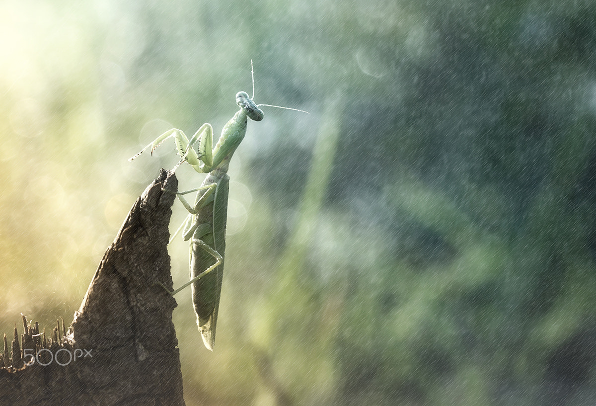 Canon EF 100mm F2.8 Macro USM sample photo. Feel the rain photography