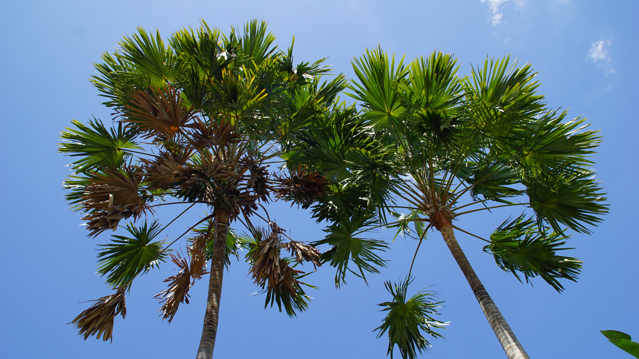 Sony DT 18-200mm F3.5-6.3 sample photo. 2 palms photography