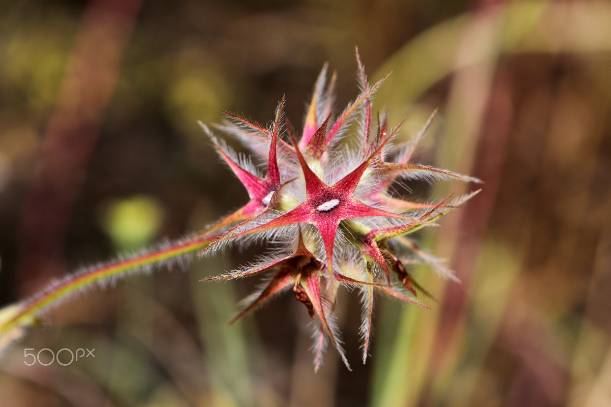 Nikon AF-S DX Micro-Nikkor 85mm F3.5G ED VR sample photo. Strange flower photography