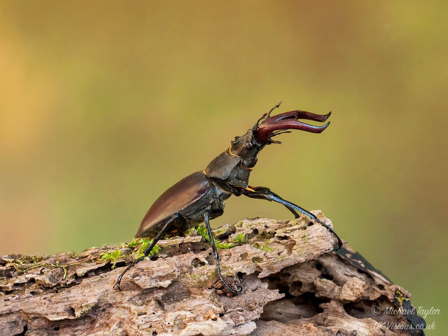 Panasonic Leica DG Macro-Elmarit 45mm F2.8 ASPH OIS sample photo. Stag beetle... photography
