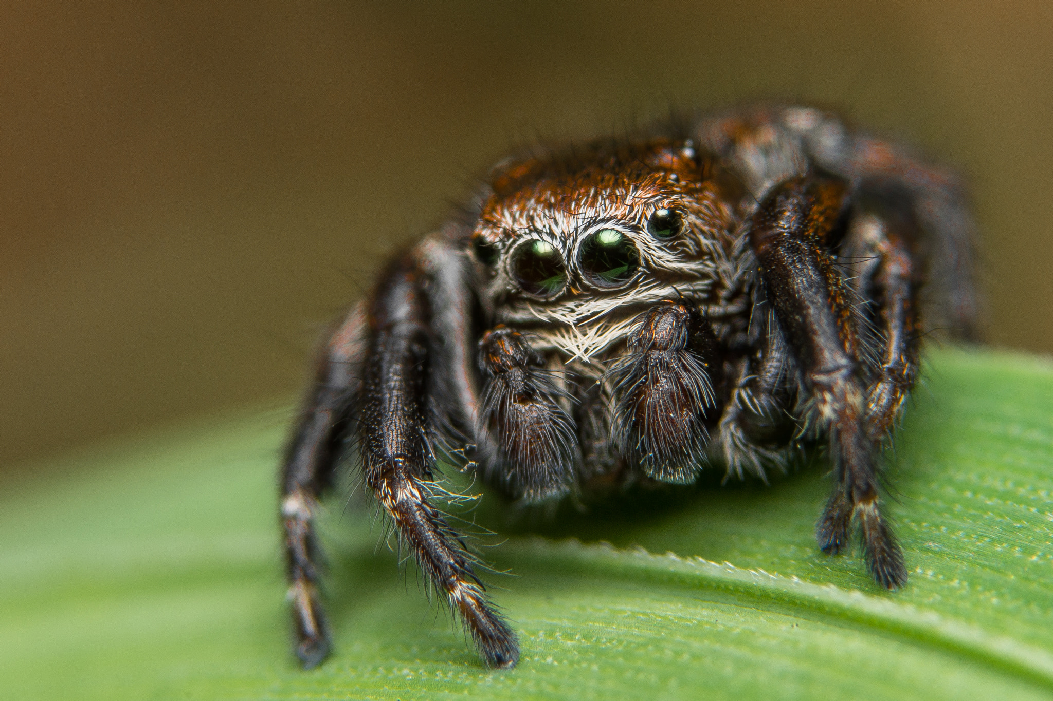 Sony a99 II + 90mm F2.8 Macro SSM sample photo. Jumping spider photography