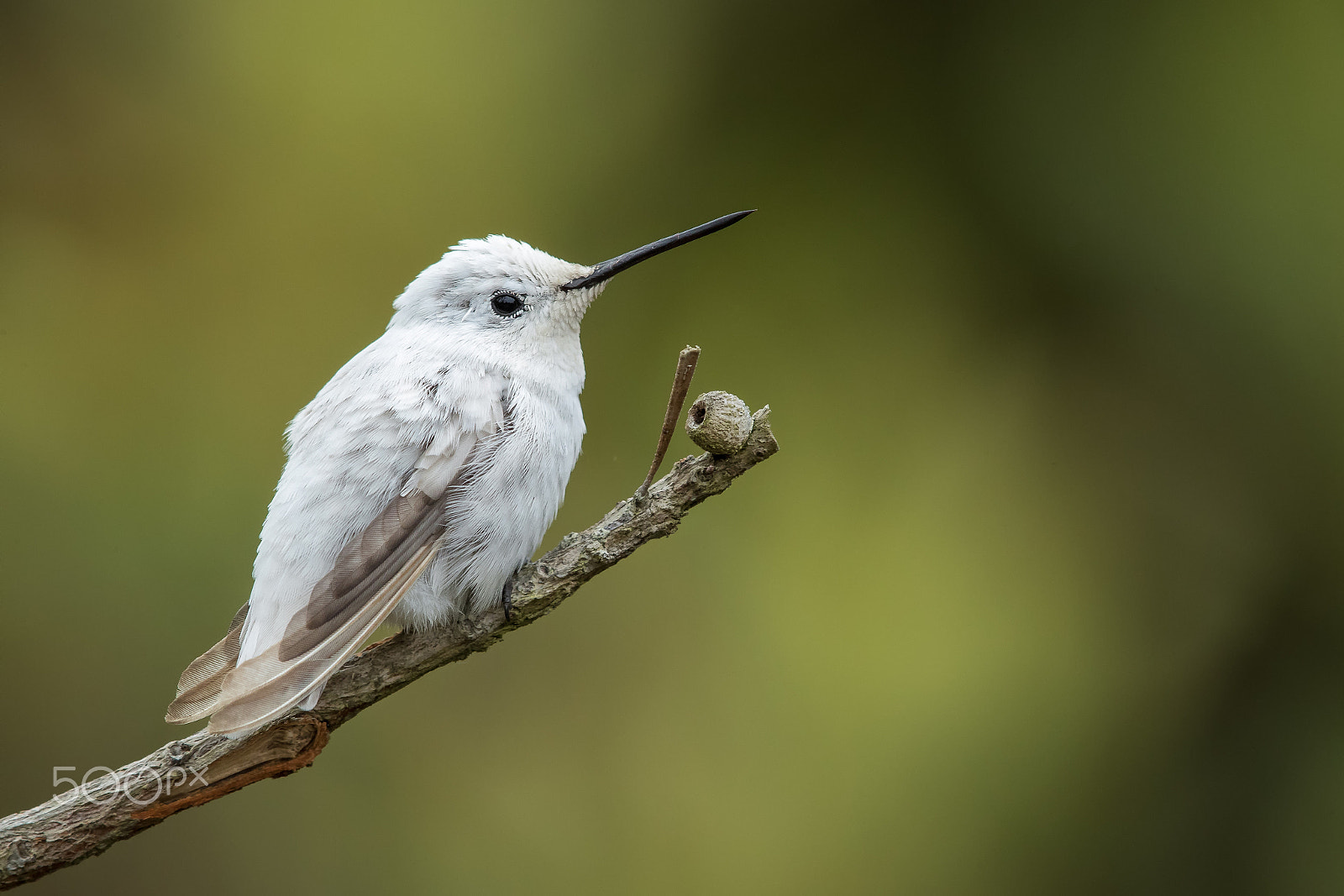 Canon EOS-1D X Mark II + Canon EF 600mm F4L IS II USM sample photo. A whiter shade of pale photography