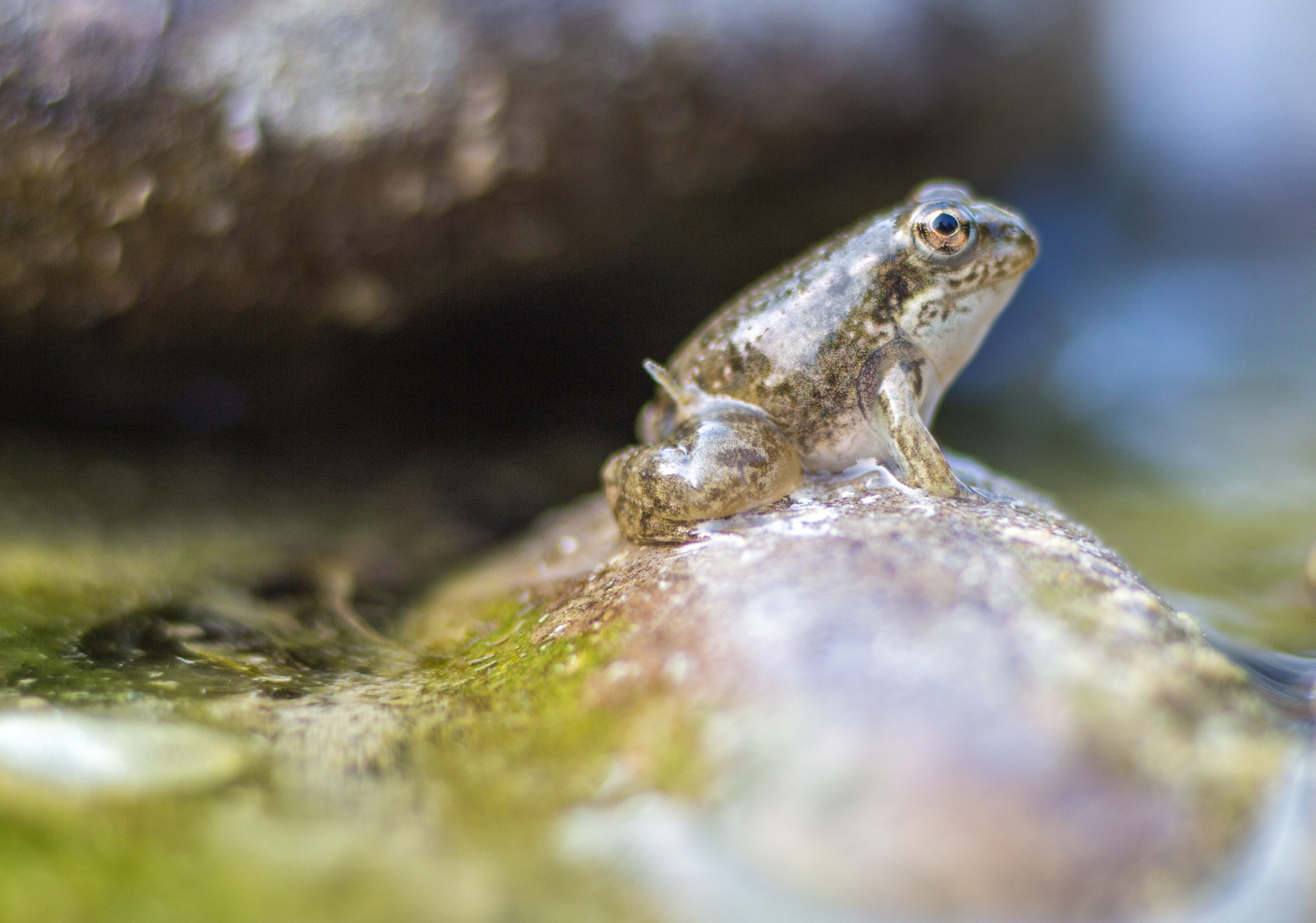 Canon EOS 650D (EOS Rebel T4i / EOS Kiss X6i) + Tamron SP AF 90mm F2.8 Di Macro sample photo. The frog in its habitat photography