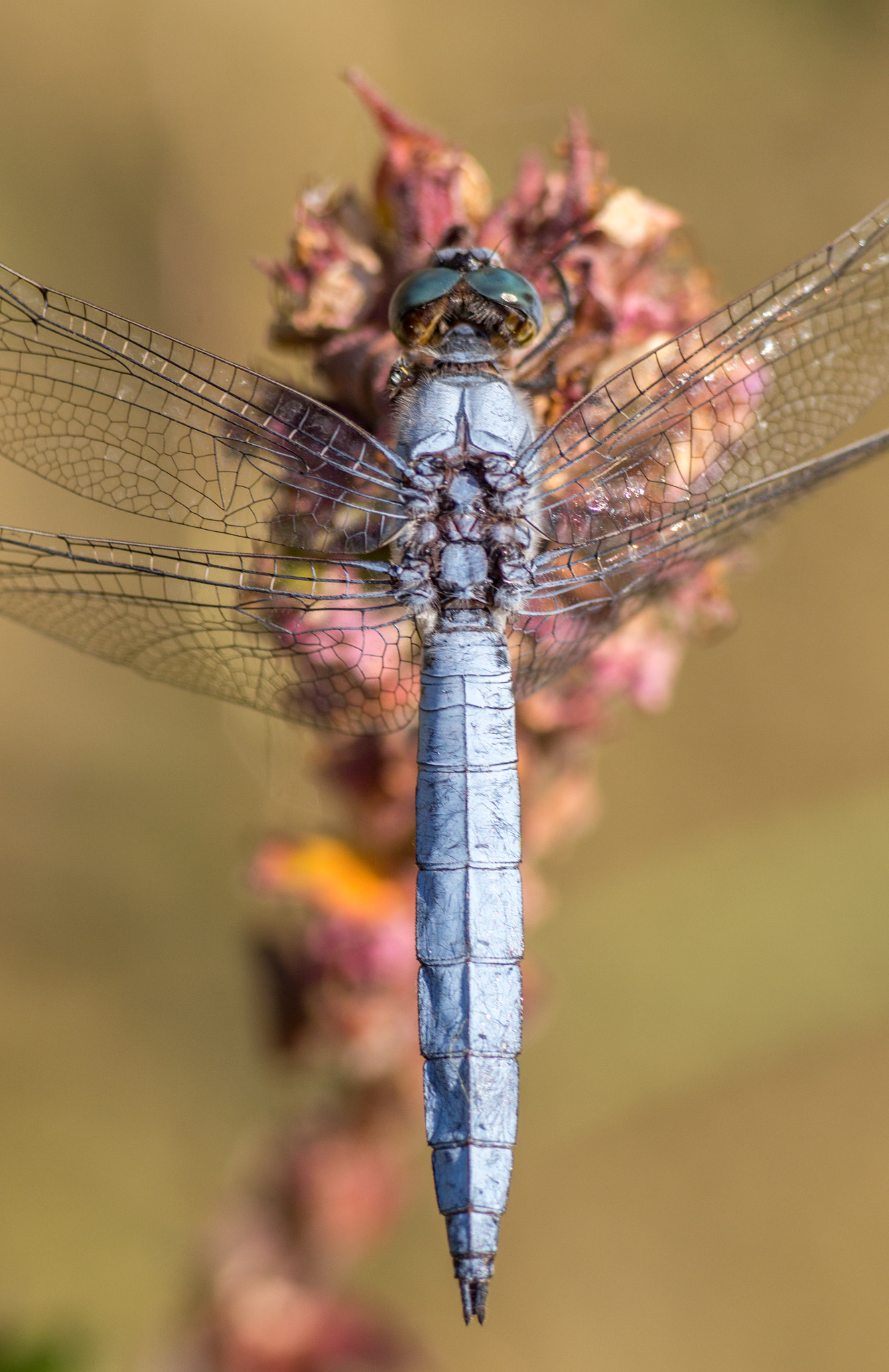 Canon EOS 650D (EOS Rebel T4i / EOS Kiss X6i) + Tamron SP AF 90mm F2.8 Di Macro sample photo. The top of blu dragonfly photography