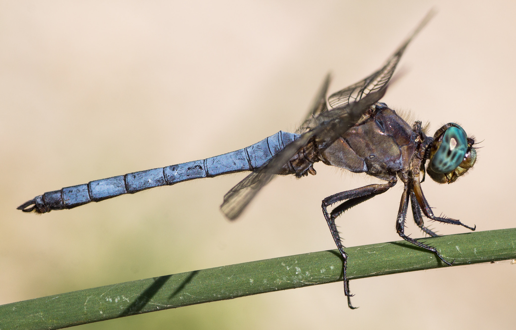 Canon EOS 650D (EOS Rebel T4i / EOS Kiss X6i) + Tamron SP AF 90mm F2.8 Di Macro sample photo. Dragonfly: the blu beauty photography