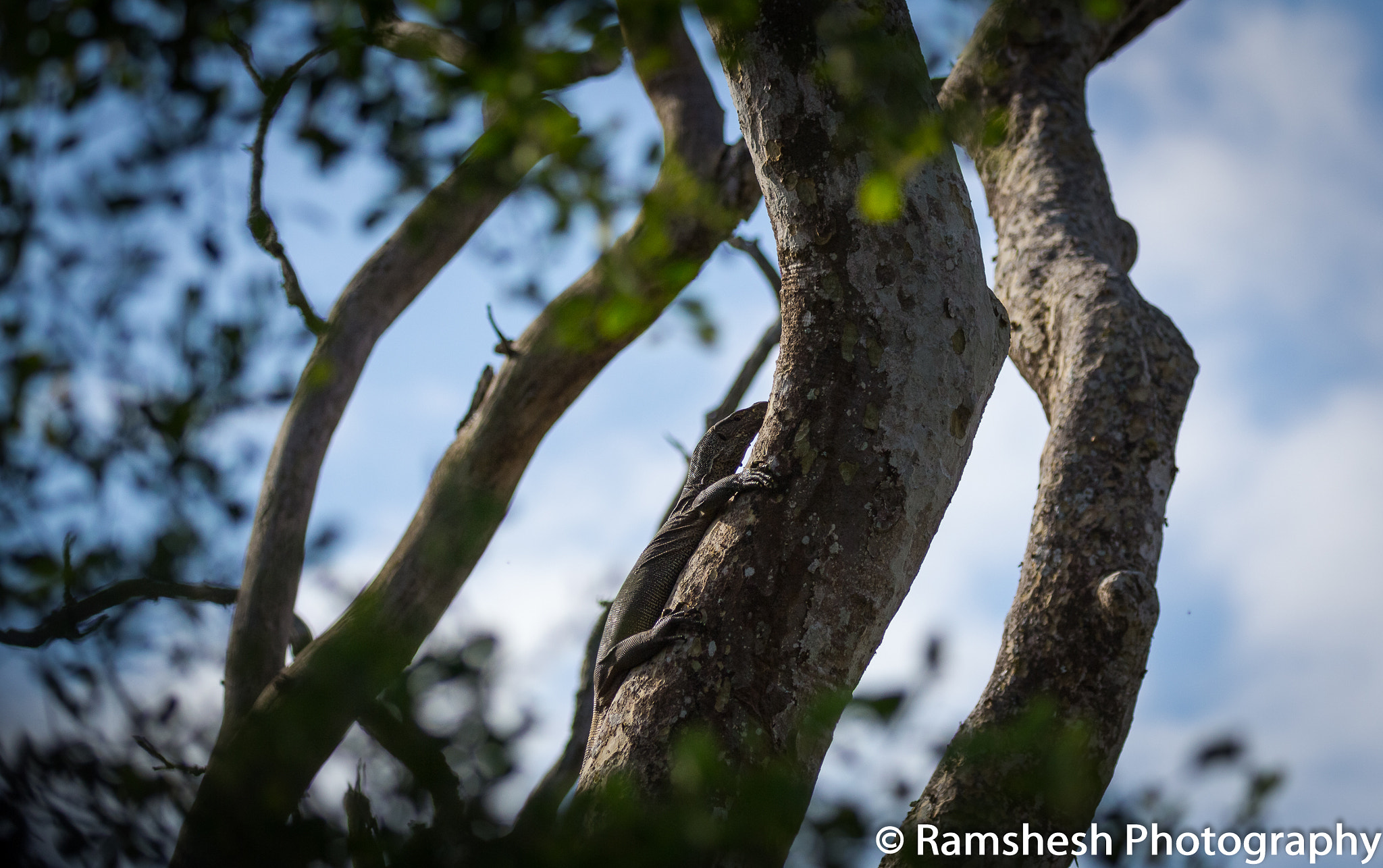 Canon EOS 60D + Canon EF 100-400mm F4.5-5.6L IS II USM sample photo. Monitor lizard | bandipur photography