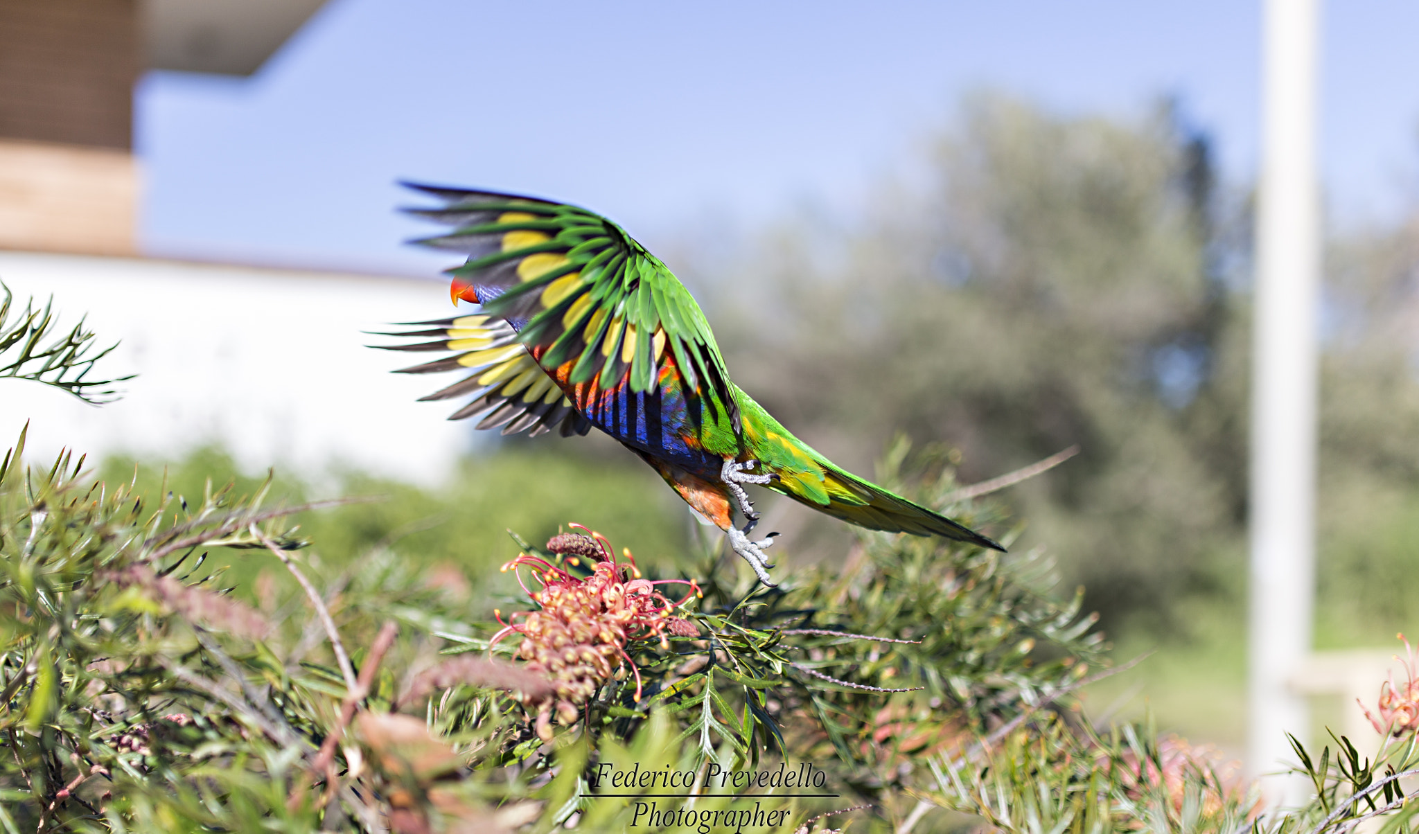 Sigma 35mm F1.4 DG HSM Art sample photo. -color- photography