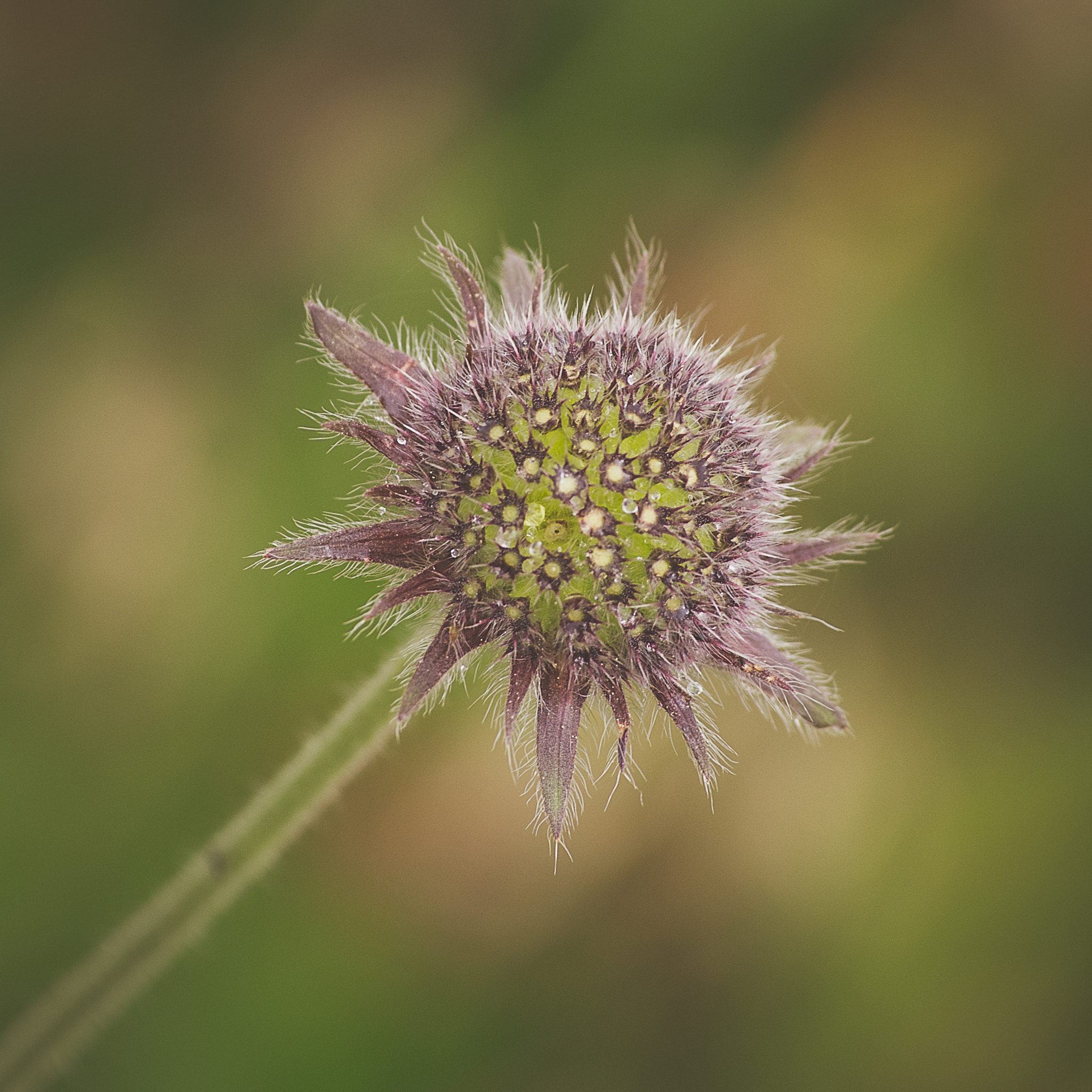 Pentax K-5 sample photo. Bud lollypop photography