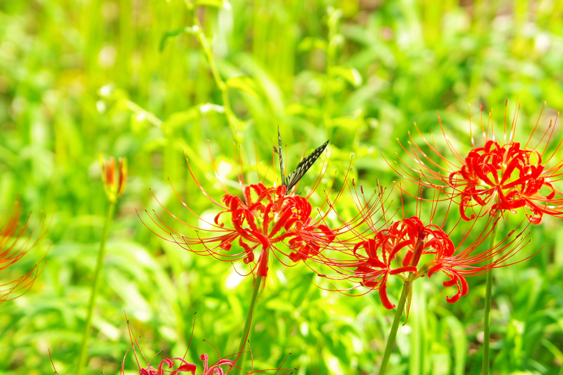 Pentax K-3 sample photo. Spider lily and friend  photography