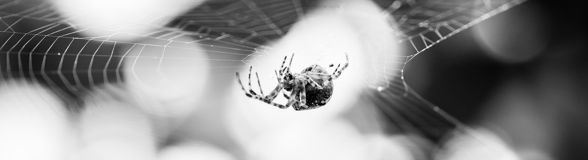 Canon EOS M3 + Canon EF 100mm F2.8L Macro IS USM sample photo. Araneus diadematus photography