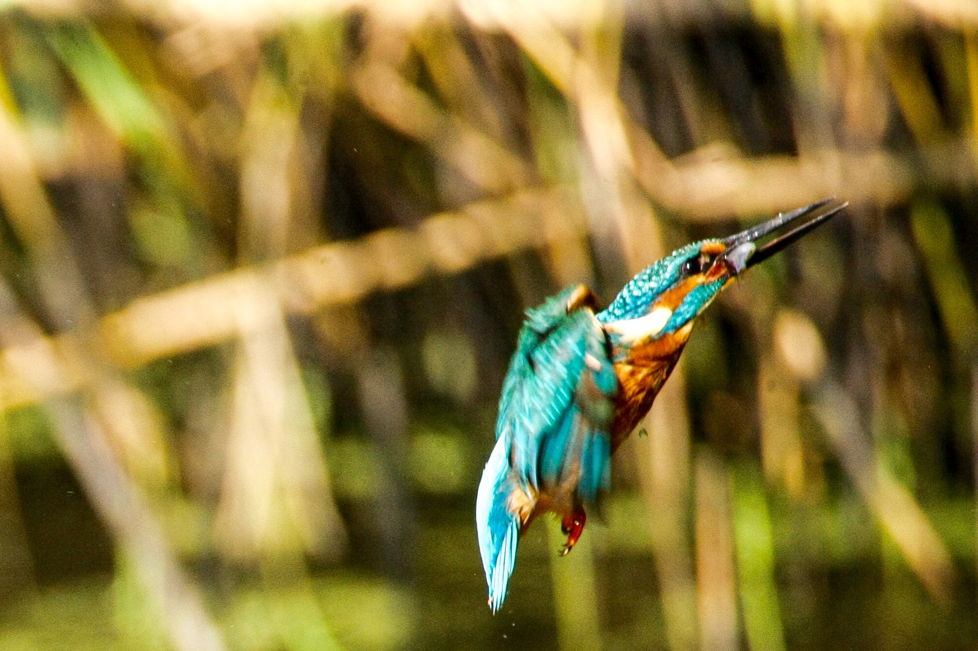 Canon EOS-1Ds Mark III sample photo. Kingfisher photography