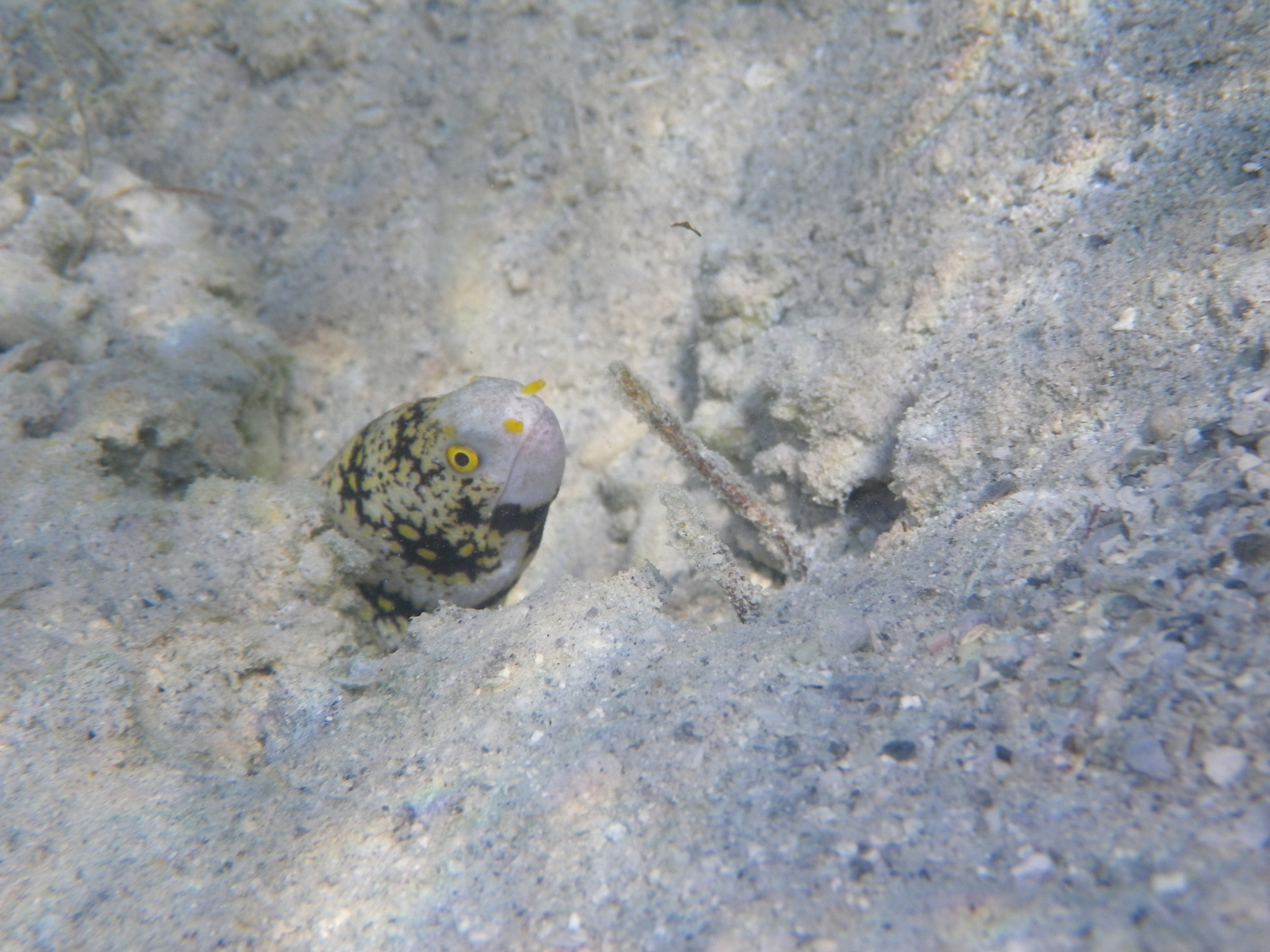 Pentax Optio W90 sample photo. Underwater  photography