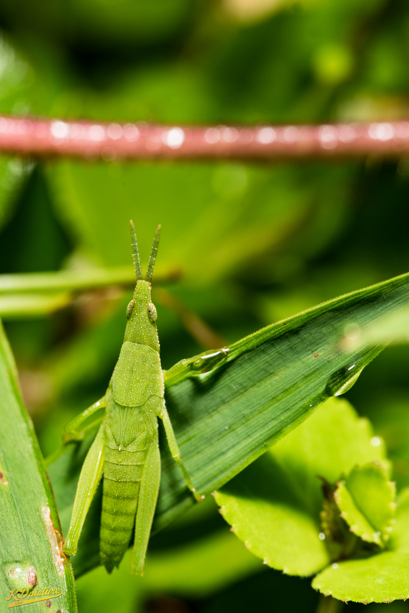 Nikon D750 + AF Nikkor 85mm f/1.8 sample photo. K macro photography