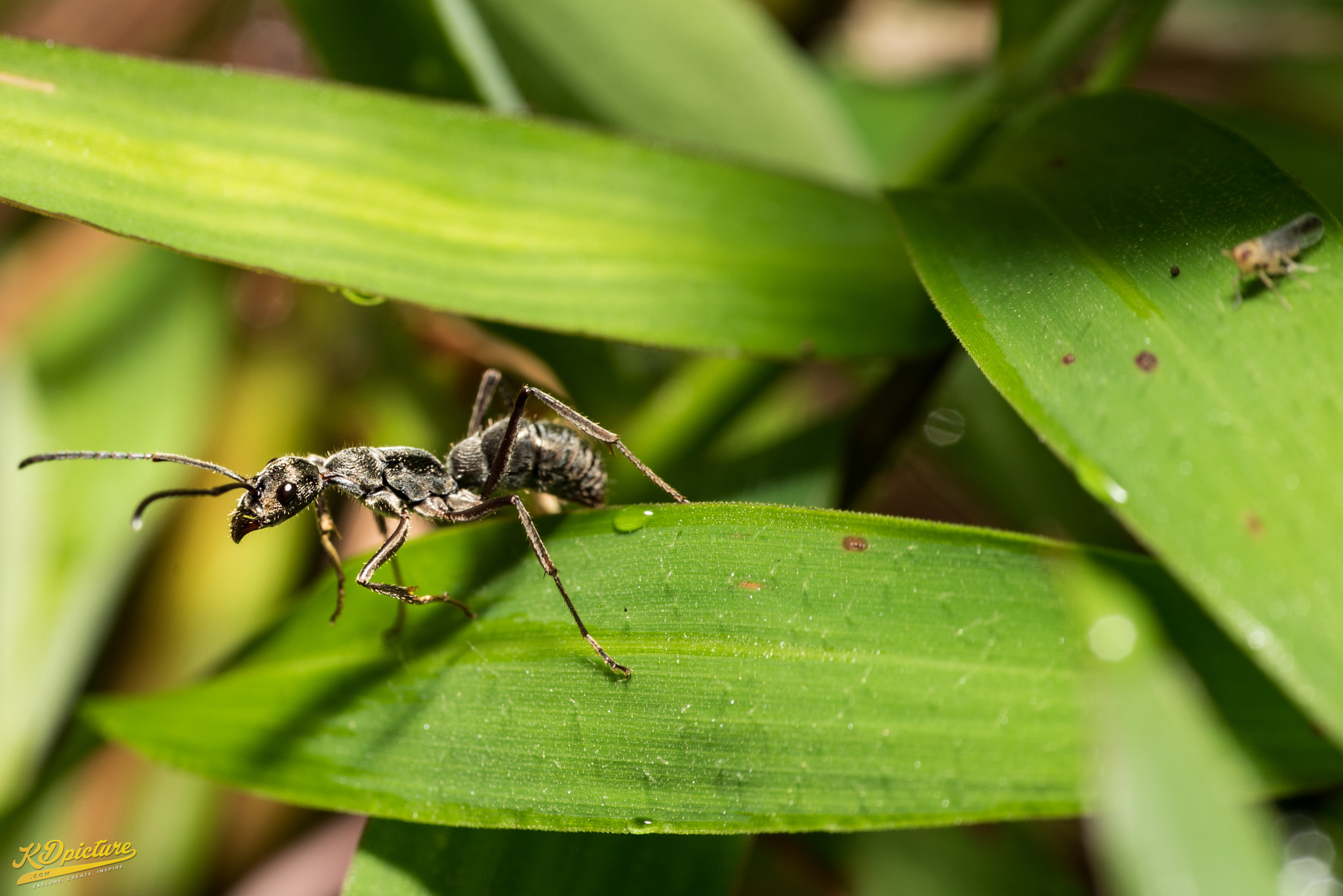 Nikon D750 sample photo. K macro photography