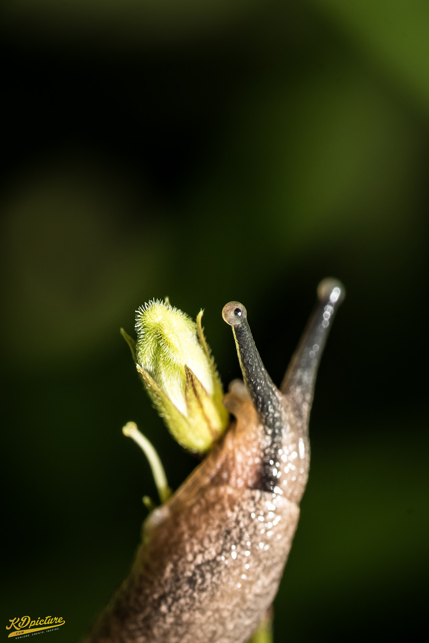 Nikon D750 + AF Nikkor 85mm f/1.8 sample photo. K macro photography
