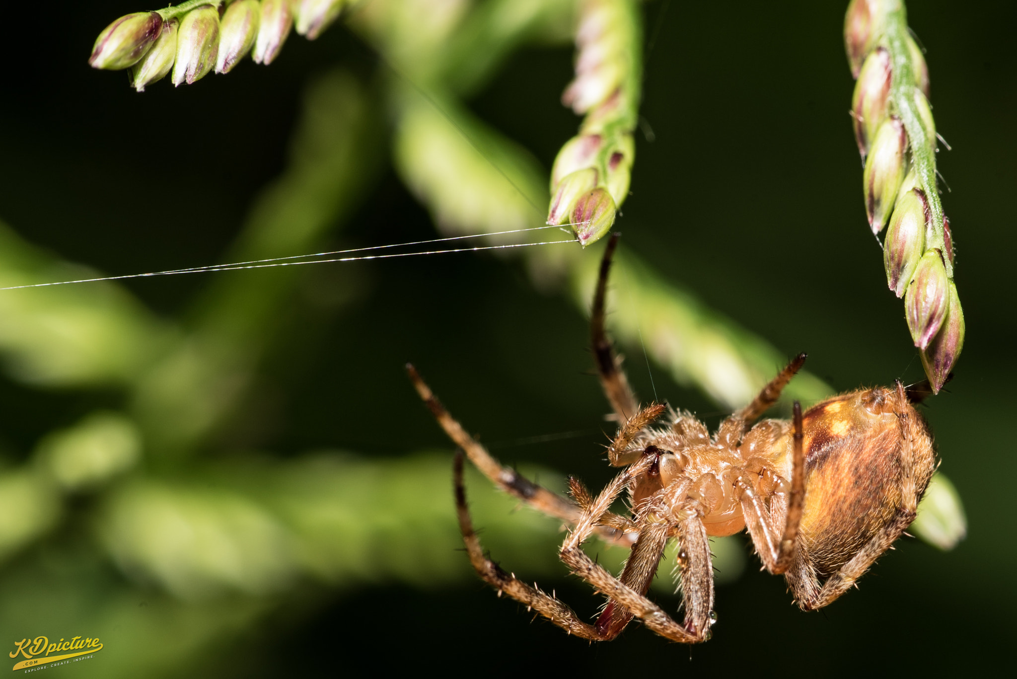 Nikon D750 + AF Nikkor 85mm f/1.8 sample photo. K macro photography