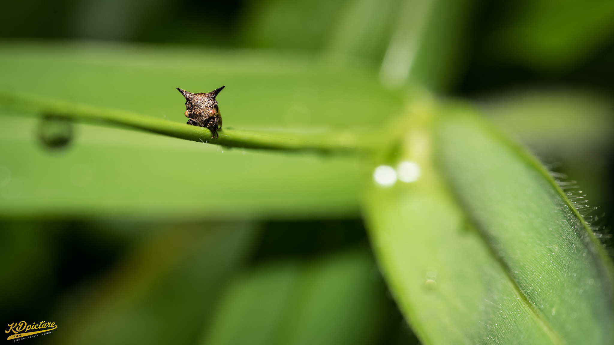 Nikon D750 + AF Nikkor 85mm f/1.8 sample photo. K macro photography