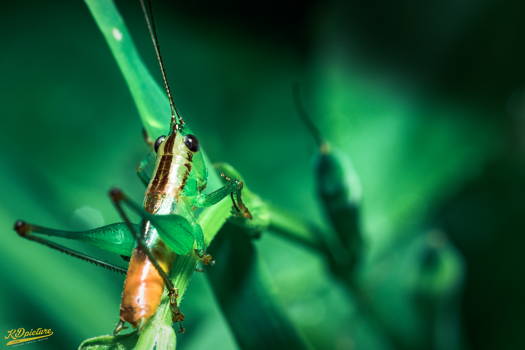 Nikon D750 + AF Nikkor 85mm f/1.8 sample photo. K macro photography