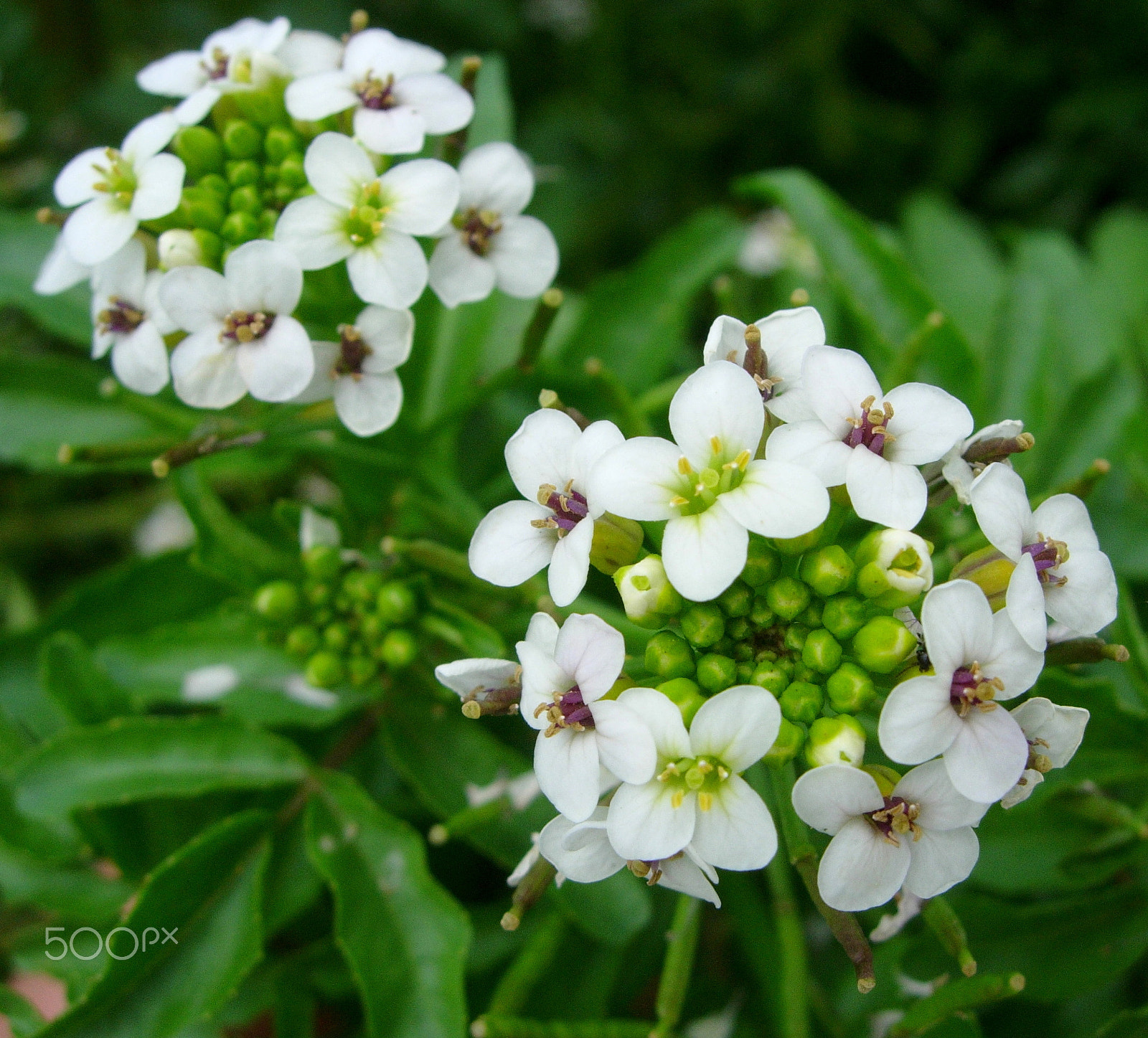 Nikon E5200 sample photo. Watercress flower photography