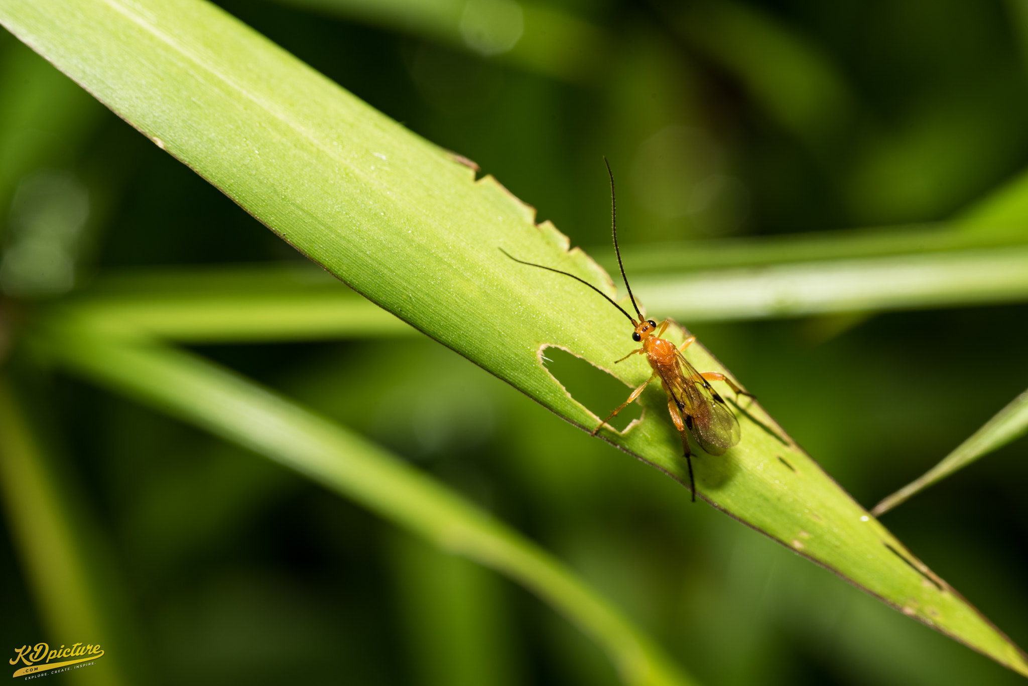 Nikon D750 + AF Nikkor 85mm f/1.8 sample photo. K macro photography