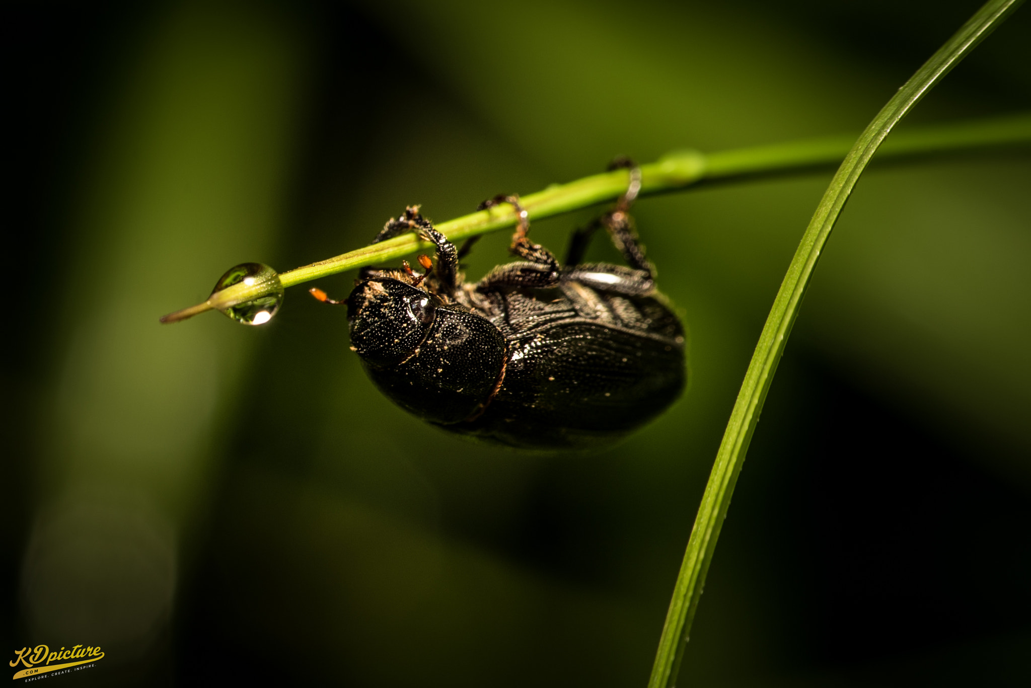 Nikon D750 + AF Nikkor 85mm f/1.8 sample photo. K macro photography