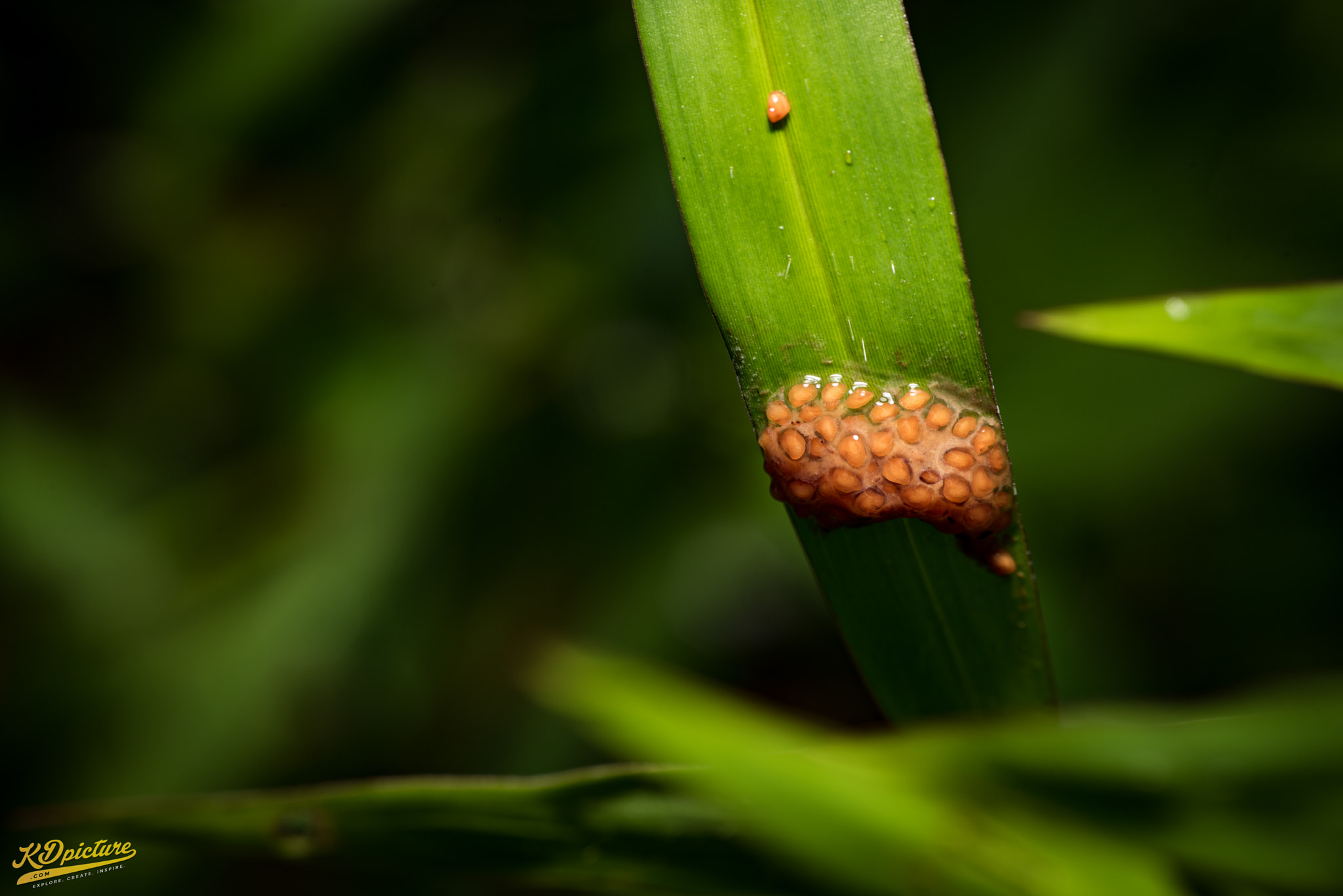 Nikon D750 + AF Nikkor 85mm f/1.8 sample photo. K macro photography