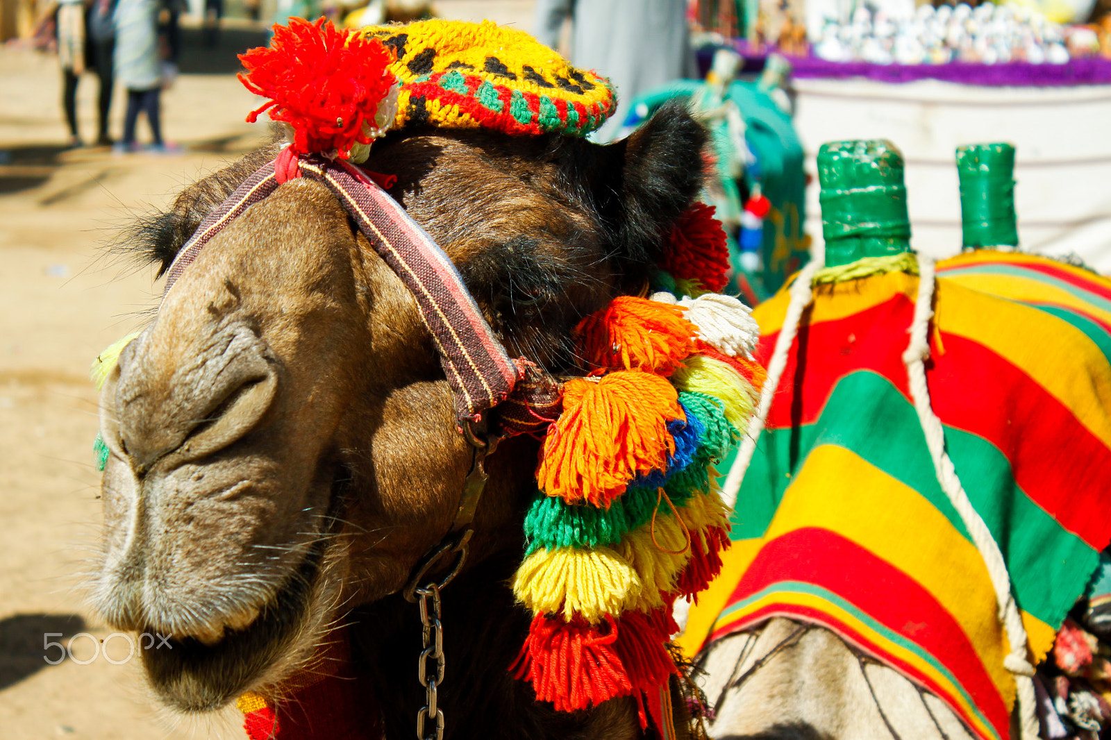 Canon EOS 500D (EOS Rebel T1i / EOS Kiss X3) sample photo. A camel photography