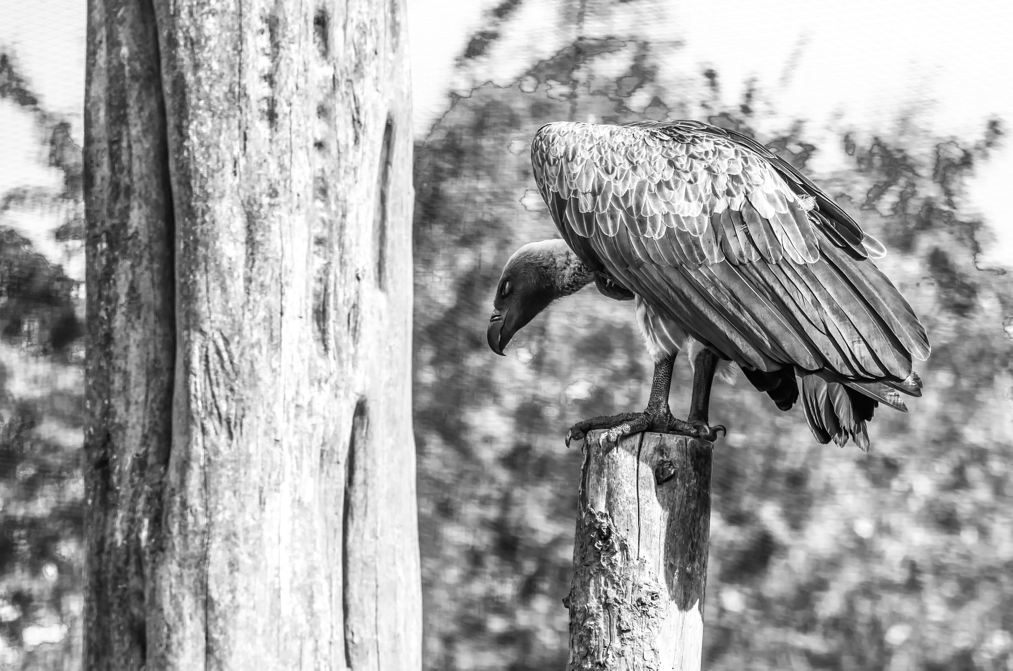 Nikon D5100 + Nikon AF-S DX Nikkor 55-200mm F4-5.6G VR II sample photo. Vulture photography