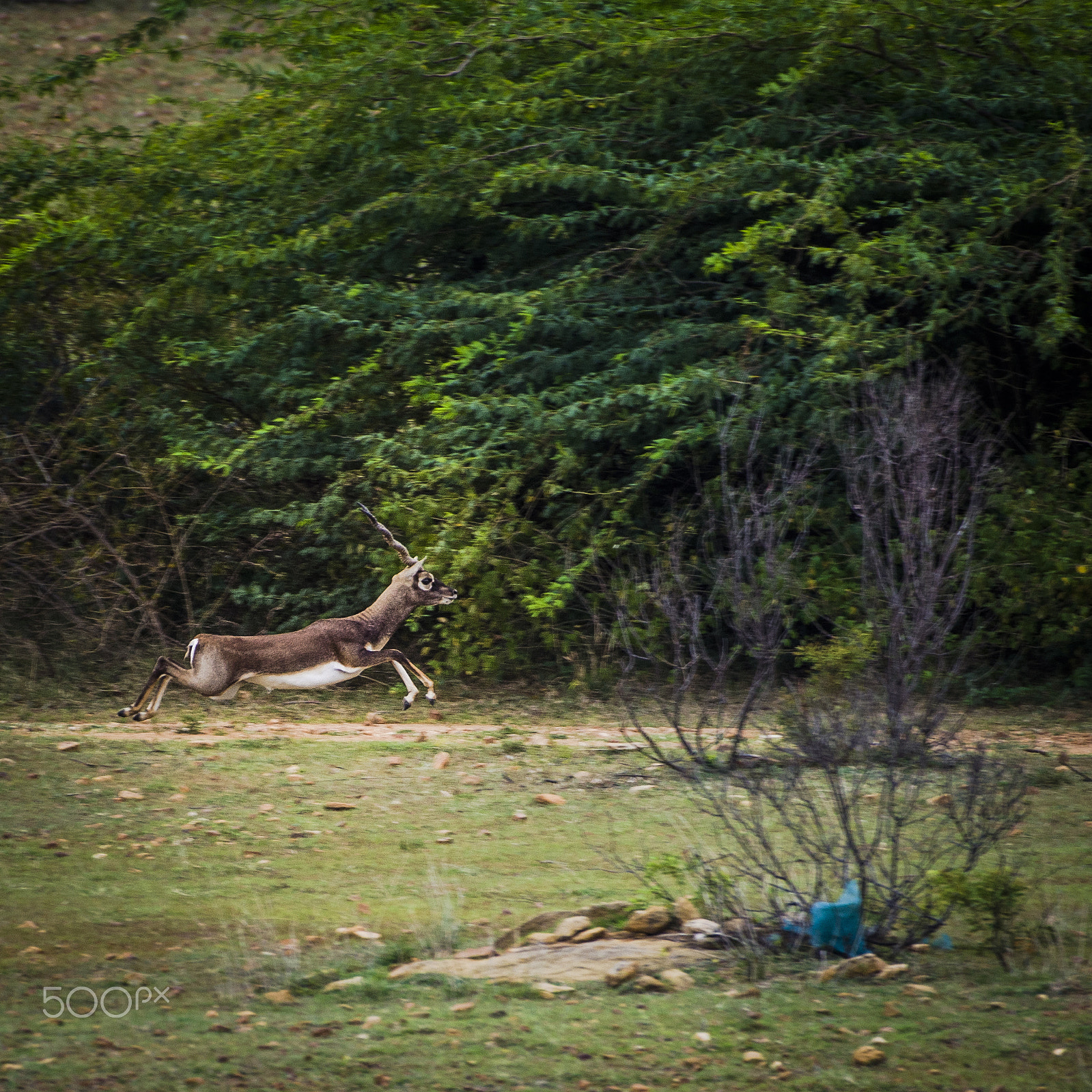 Nikon AF-S Nikkor 200-500mm F5.6E ED VR sample photo. Perfect jump... photography