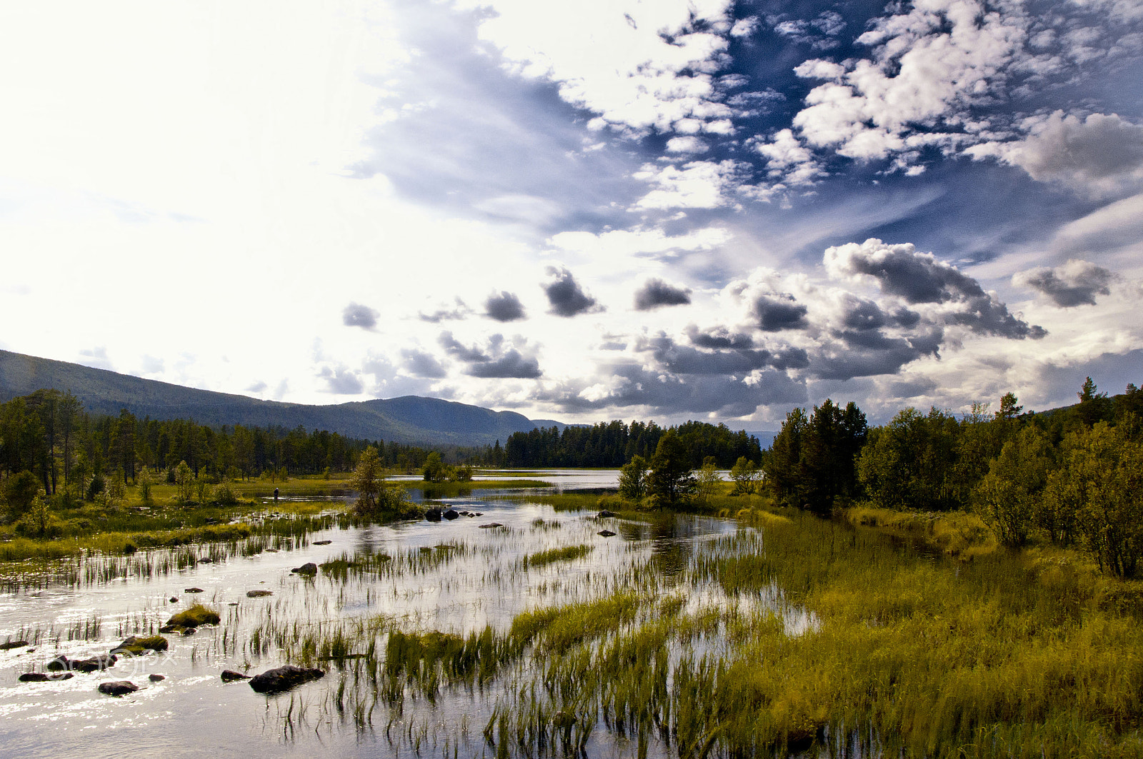 Nikon D5000 + Sigma 18-200mm F3.5-6.3 DC OS HSM sample photo. The wet greens photography