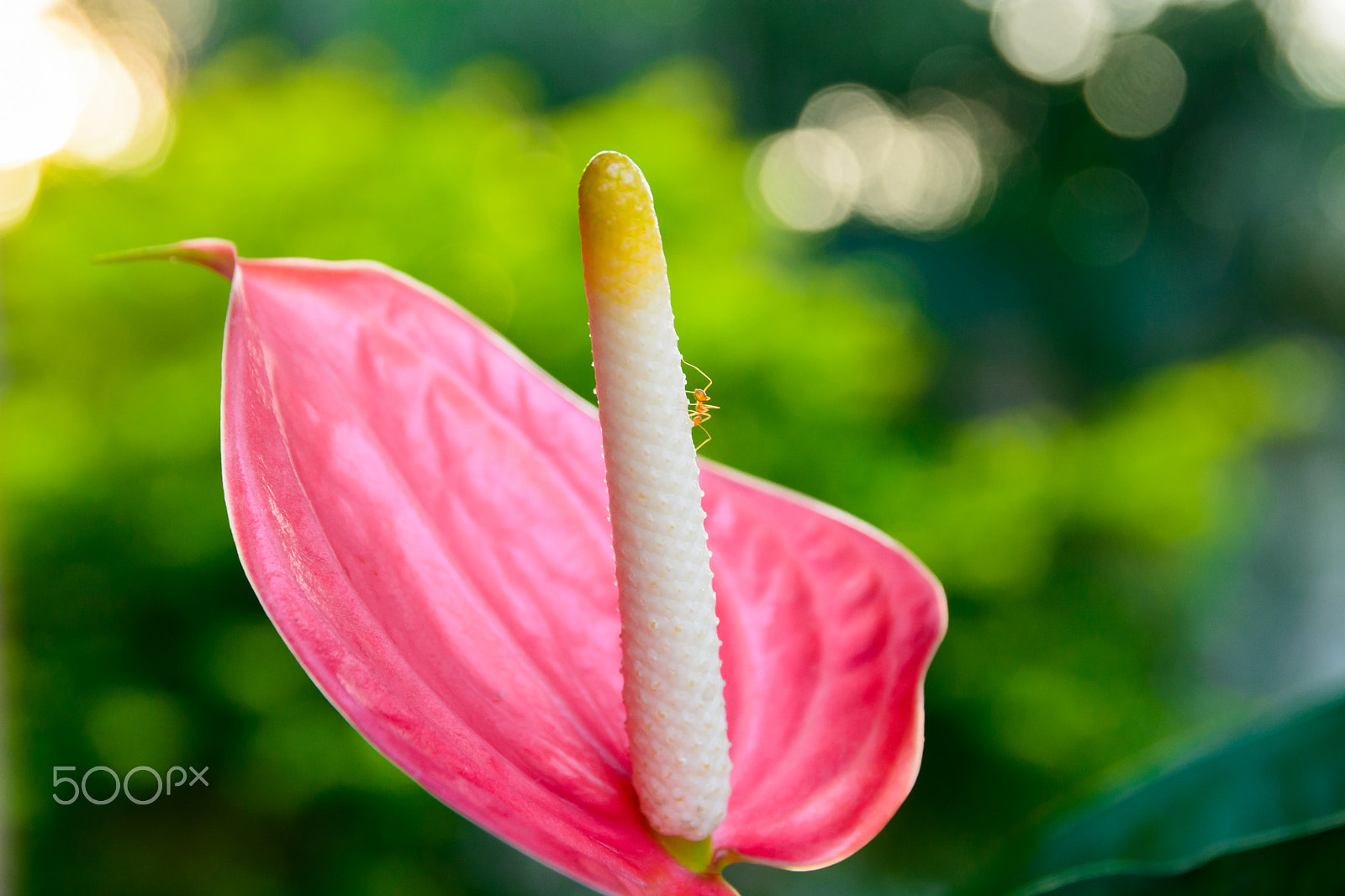 Sigma 17-70mm F2.8-4 DC Macro OS HSM | C sample photo. Pigtail flamingo flower photography