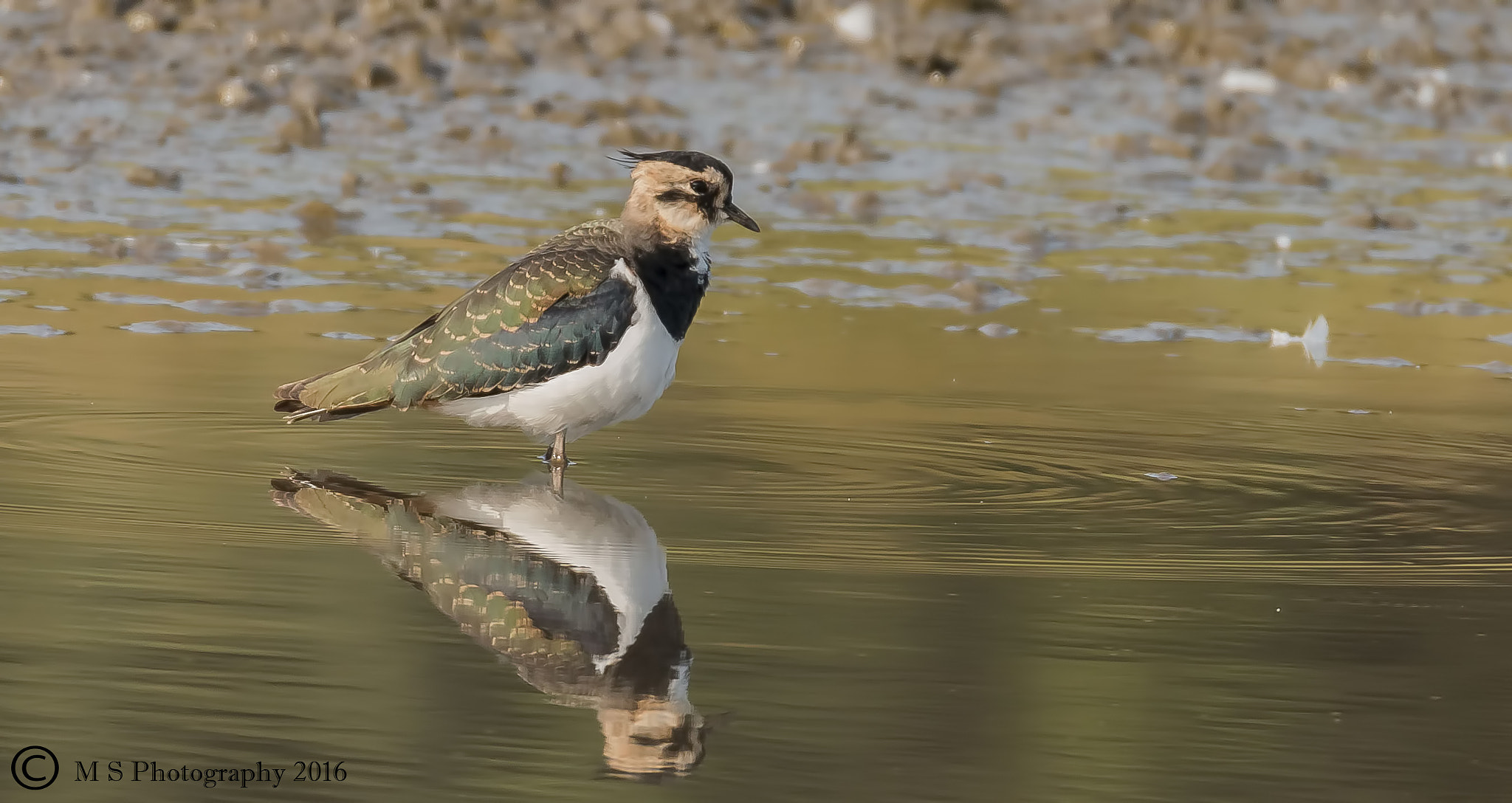 150-600mm F5-6.3 DG OS HSM | Sports 014 sample photo. Lapwing photography