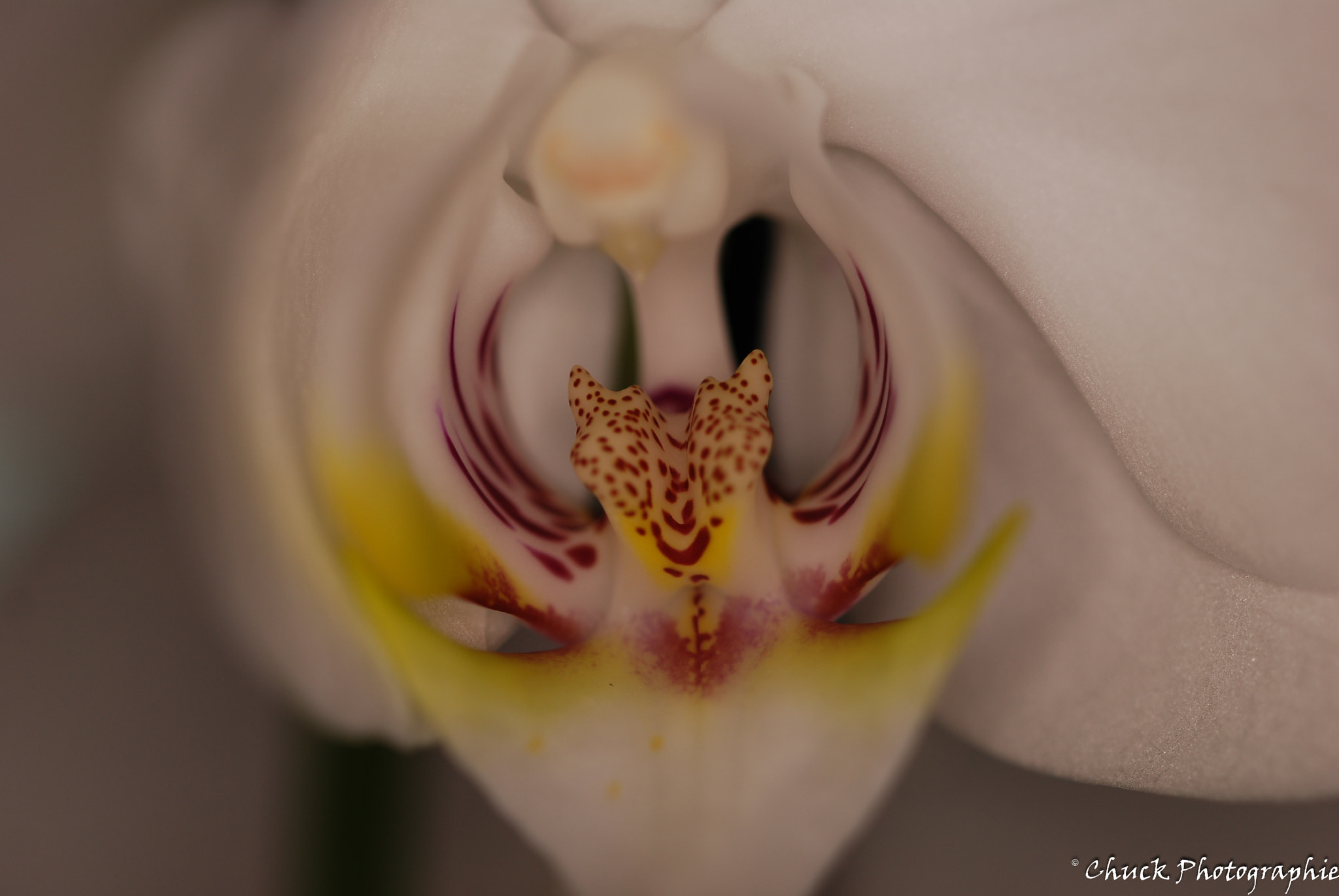 Nikon D40X sample photo. Orchidaceae photography