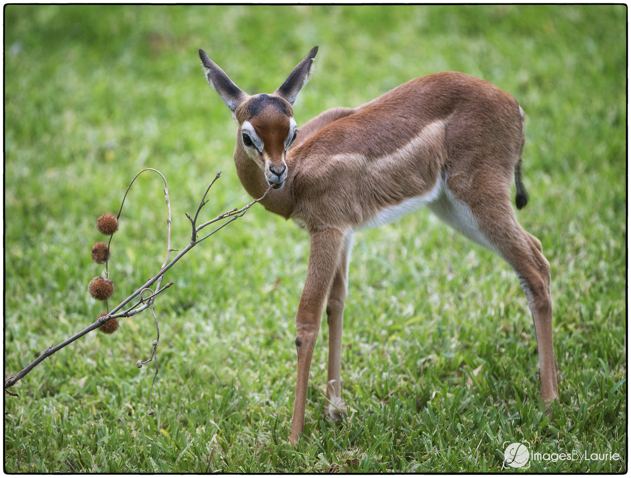 Nikon D800E + Nikon AF-S Nikkor 200-400mm F4G ED-IF VR sample photo. Baby gerenuk photography