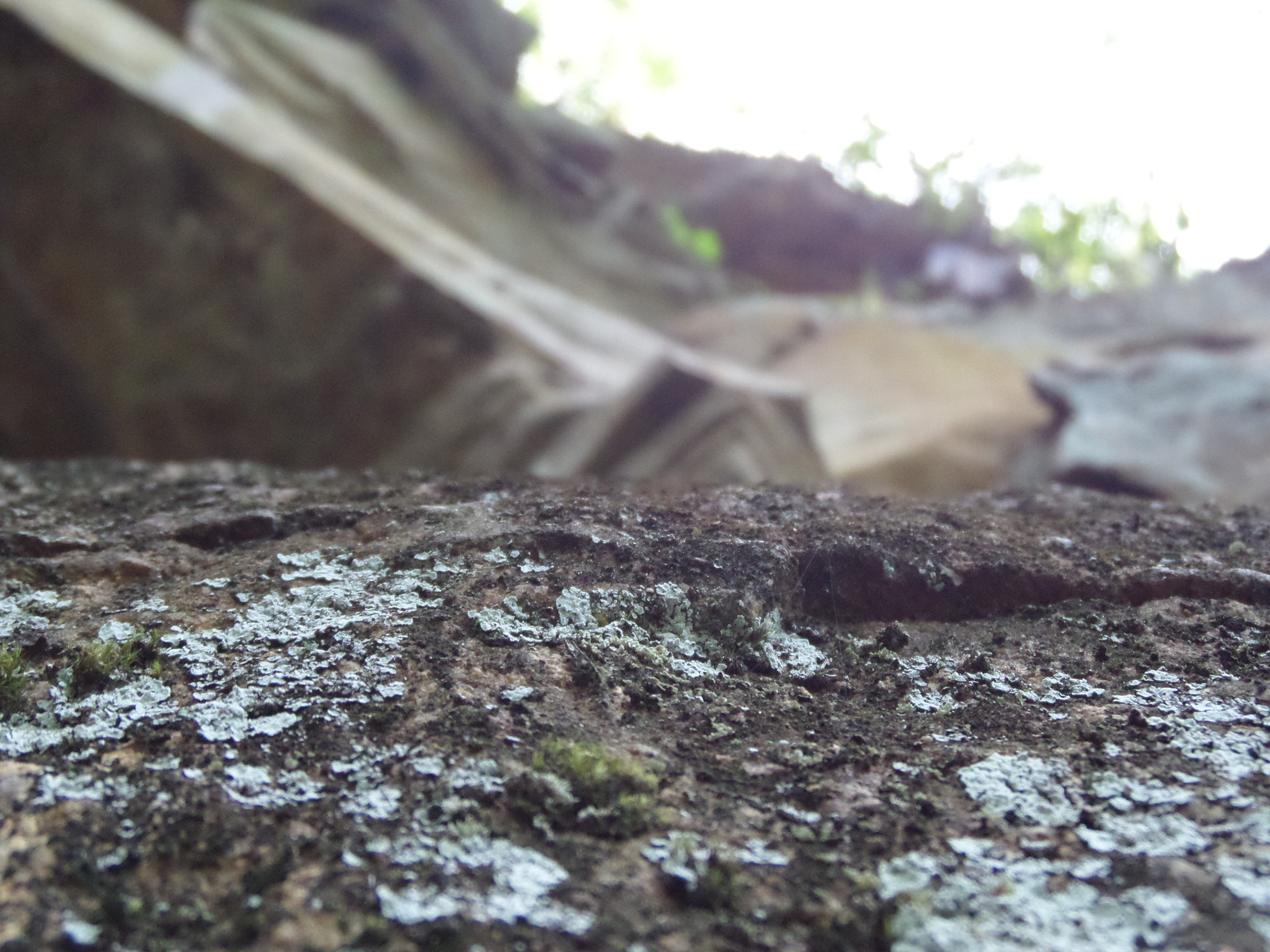 Samsung WB200F/WB201F/WB202F sample photo. Texture and focus photography