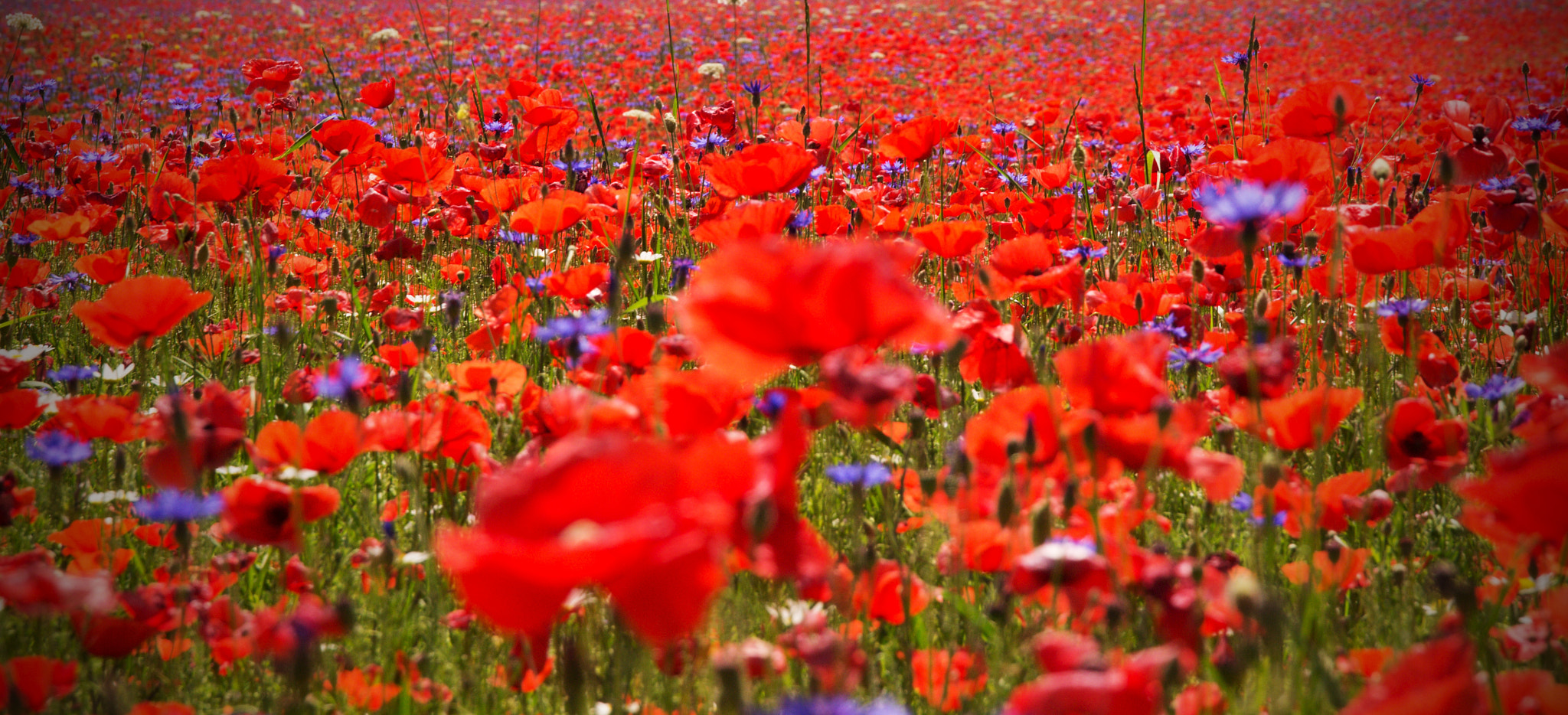Olympus Zuiko Digital ED 12-60mm F2.8-4.0 SWD sample photo. Colors of castelluccio photography