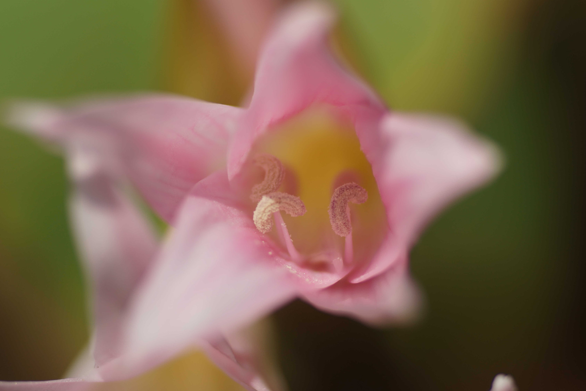 Sony a6000 + Tamron SP AF 90mm F2.8 Di Macro sample photo. Dsc photography