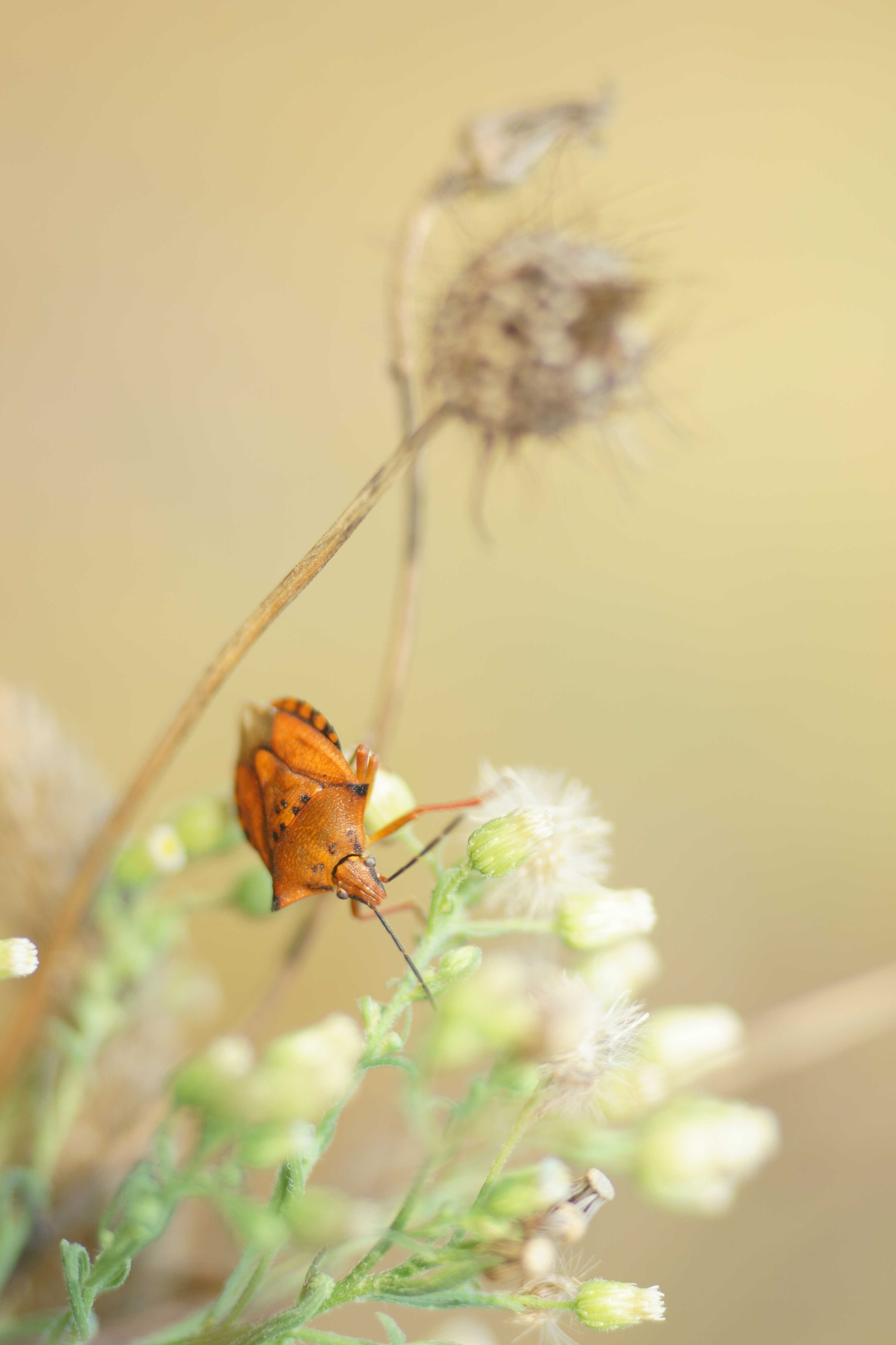 Sony a6000 + Tamron SP AF 90mm F2.8 Di Macro sample photo. Carpocoris fuscispinus photography