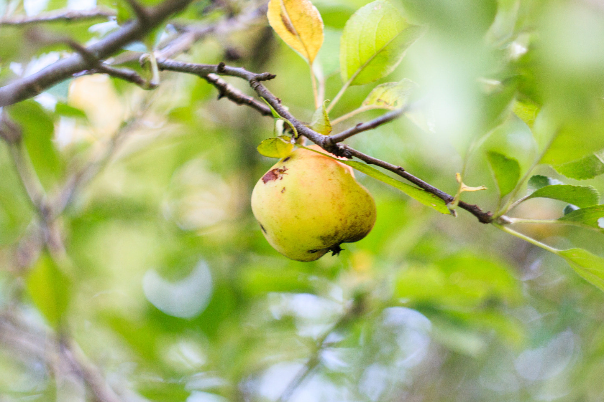Canon EF 35-80mm f/4-5.6 sample photo. Wild apple photography