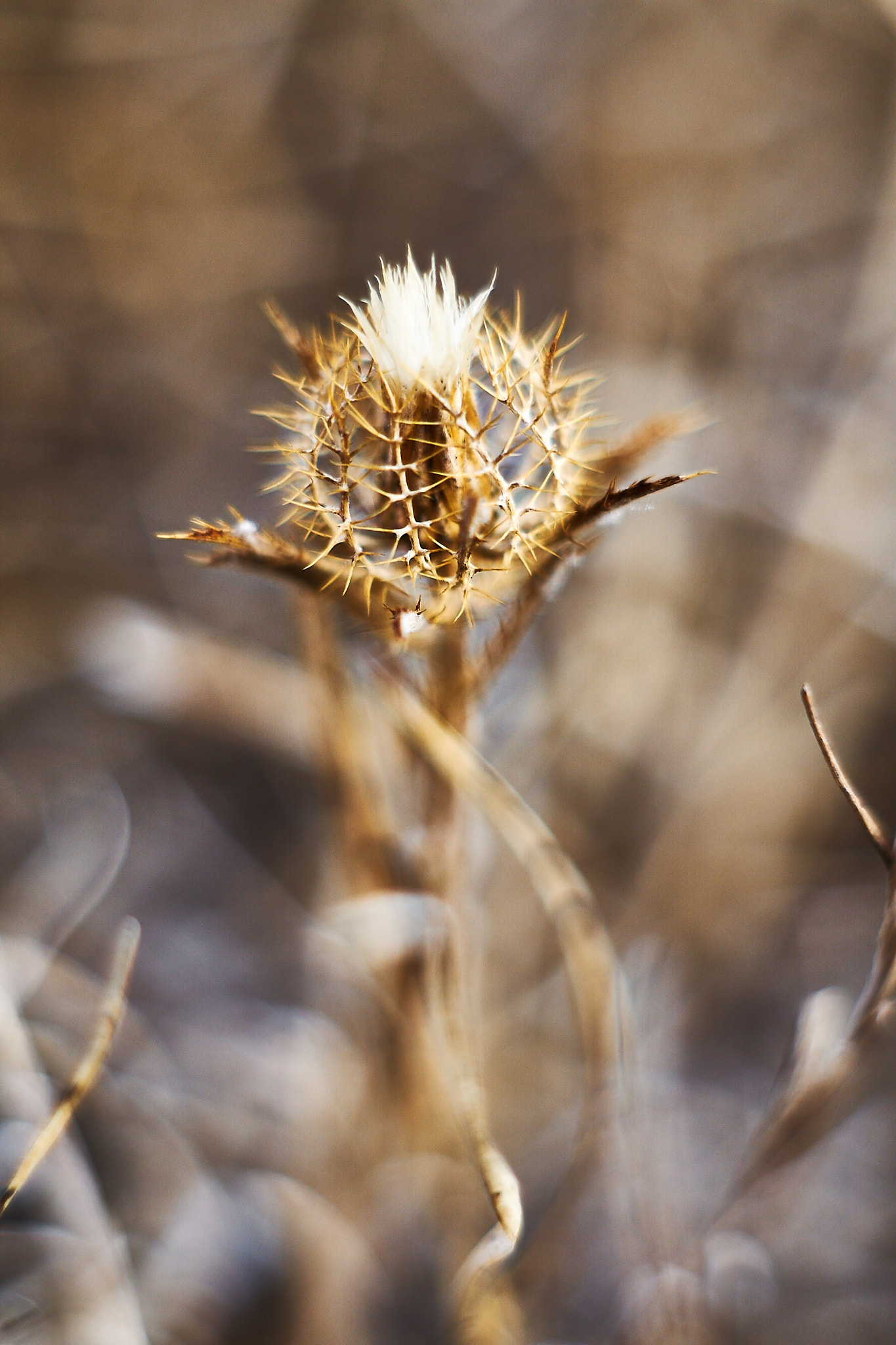 Sony ILCA-77M2 sample photo. Cage flower photography