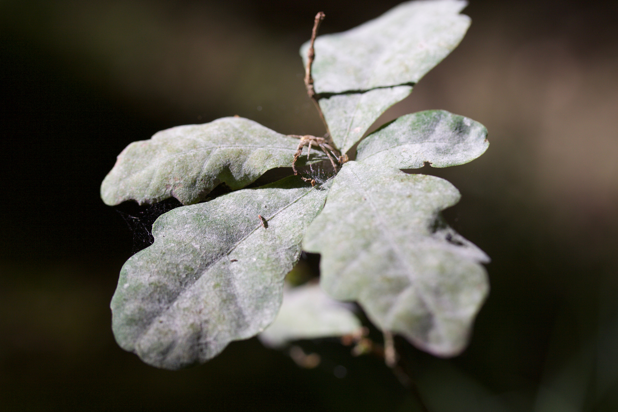 Canon EF-S 60mm F2.8 Macro USM sample photo. Img photography