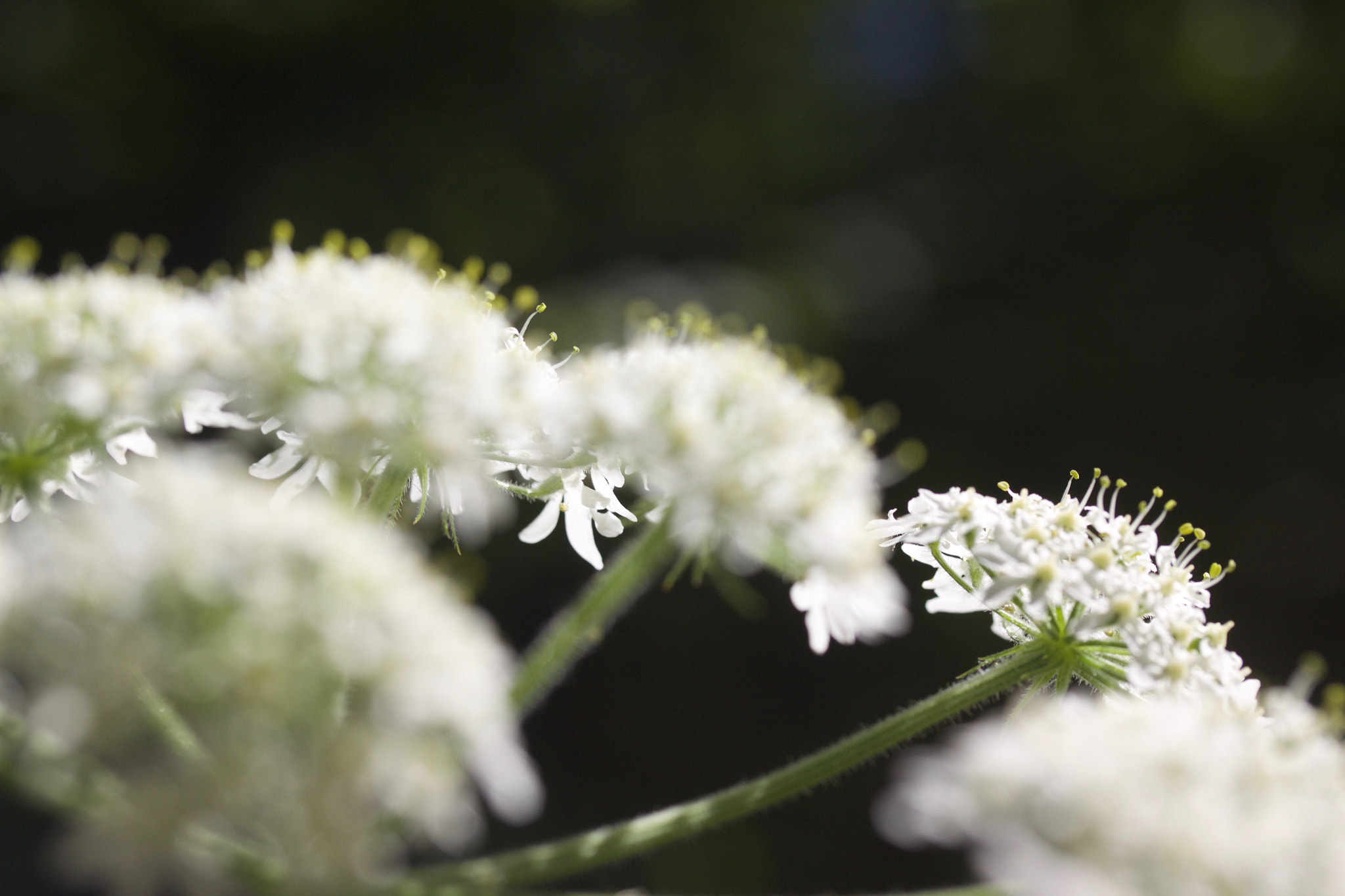 Canon EF-S 60mm F2.8 Macro USM sample photo. Img photography