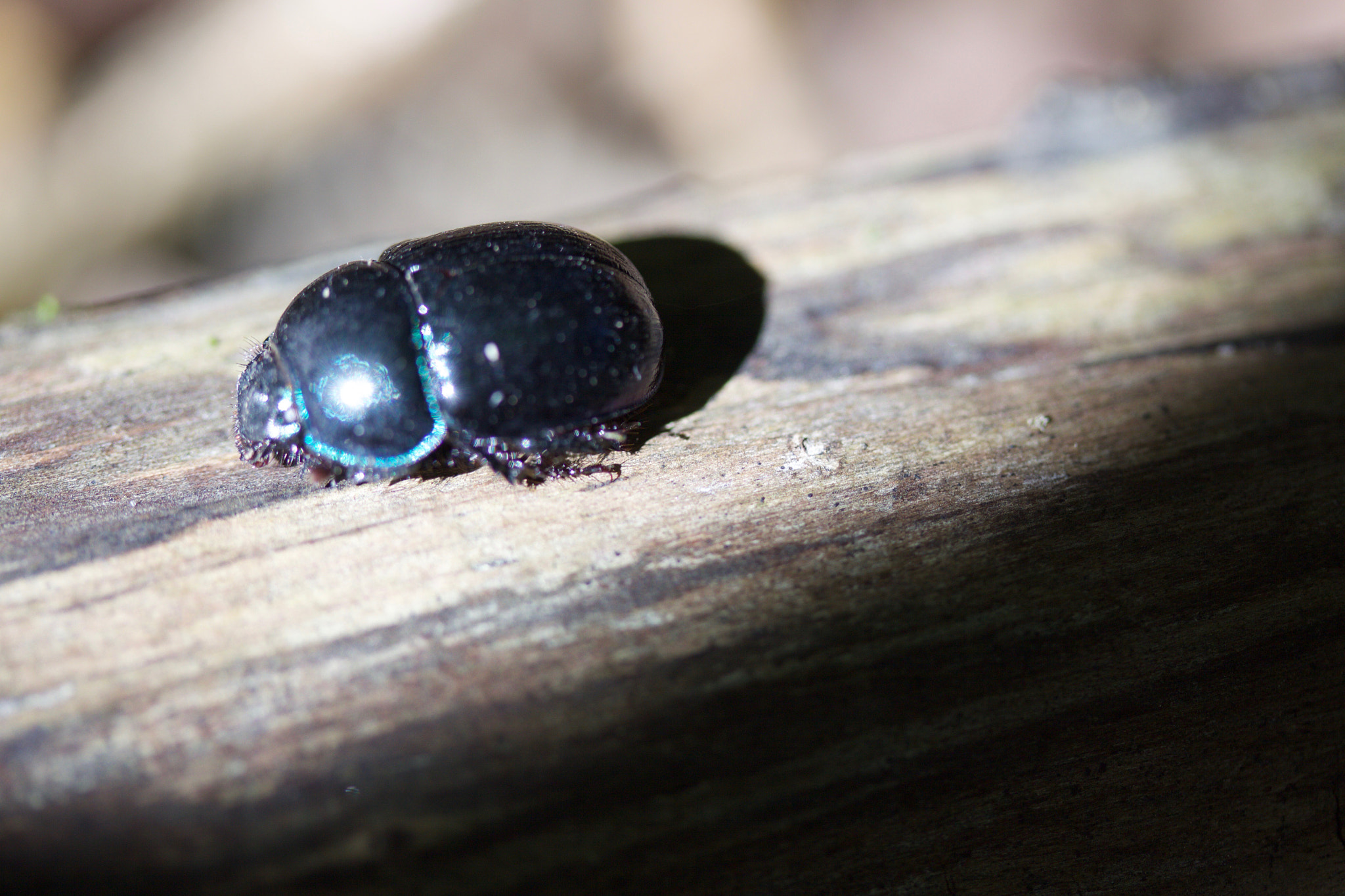 Canon EF-S 60mm F2.8 Macro USM sample photo. Img photography