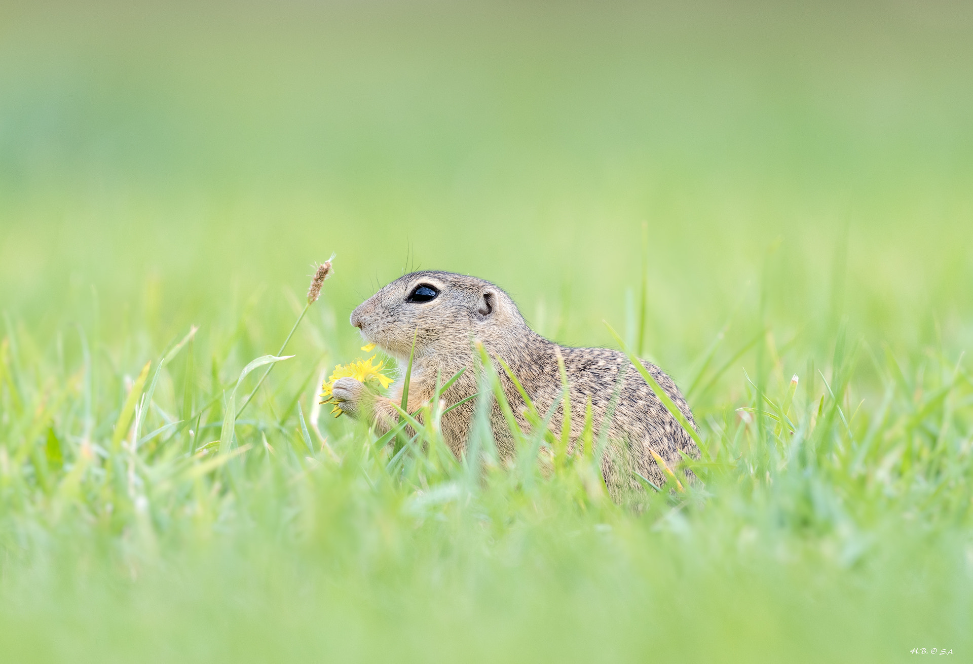 Nikon AF-S Nikkor 200-500mm F5.6E ED VR sample photo. Leckere blüte photography