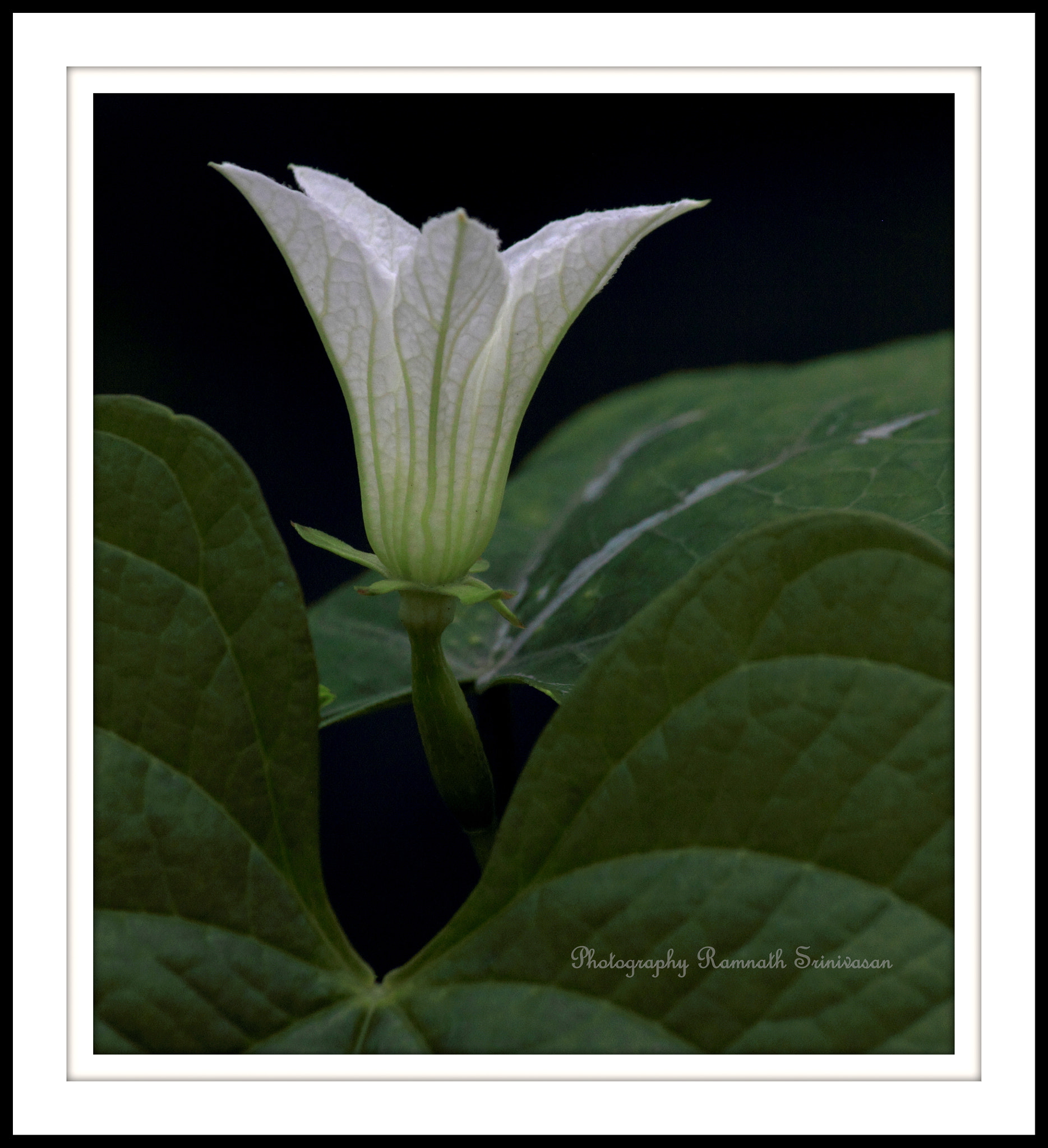 Canon EF-S 55-250mm F4-5.6 IS II sample photo. White beauty photography