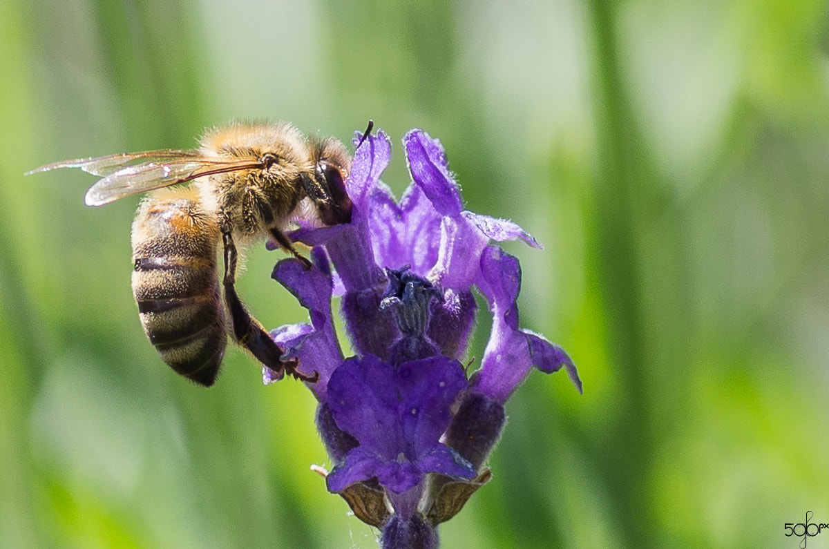 Pentax K-5 + Pentax smc D-FA 100mm F2.8 macro sample photo. Jb_px_56 photography