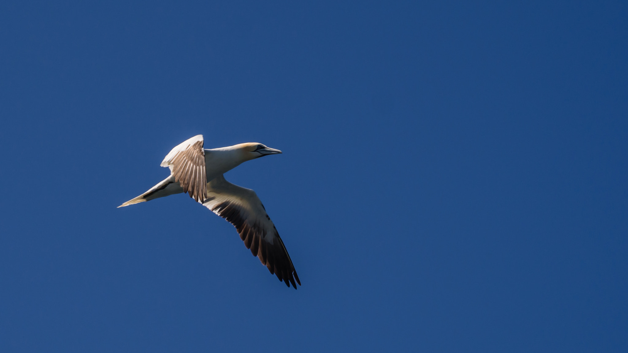 Olympus OM-D E-M5 sample photo. In flight photography