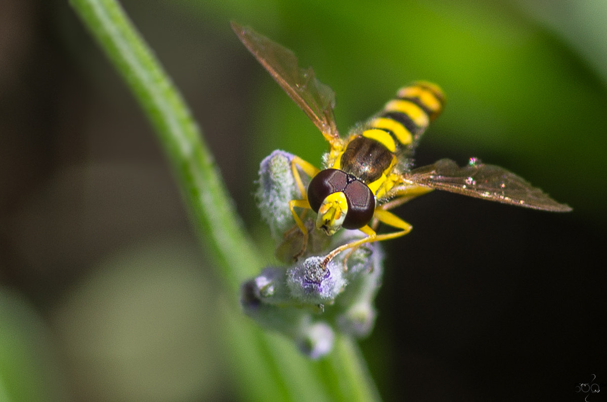 Pentax smc D-FA 100mm F2.8 macro sample photo. Jb_px_57 photography